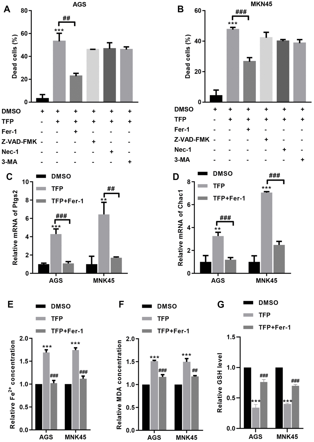 TFP induced ferroptosis in EBV-infected AGS and MKN45 cells. EBV-infected AGS and MKN45 cells were preincubated with 1 μM Fer-1, 20 μM Z-VAD-FMK, 20 μM Nec-1 and 20 μM 3-MA for 1 h and then treated with TFP for 24 h. CCK-8 assays showed that TFP elevated EBV-infected AGS (A) and MKN45 (B) cell death, but preincubation with Fer-1 reduced these effects. RT–PCR analysis indicated that the mRNA levels of Ptgs2 and Chac1 were increased after TFP treatment, but Fer-1 preincubation abolished these effects in AGS (C) and MNK45 (D) cells. TFP enhanced the levels of Fe2+ (E) and MDA (F) in EBV-infected AGS and MKN45 cells, but Fer-1 preincubation abolished these effects. (G) TFP-induced reduction of GSH could also be abolished by Fer-1 in both EBV-infected AGS and MNK45 cells. **p