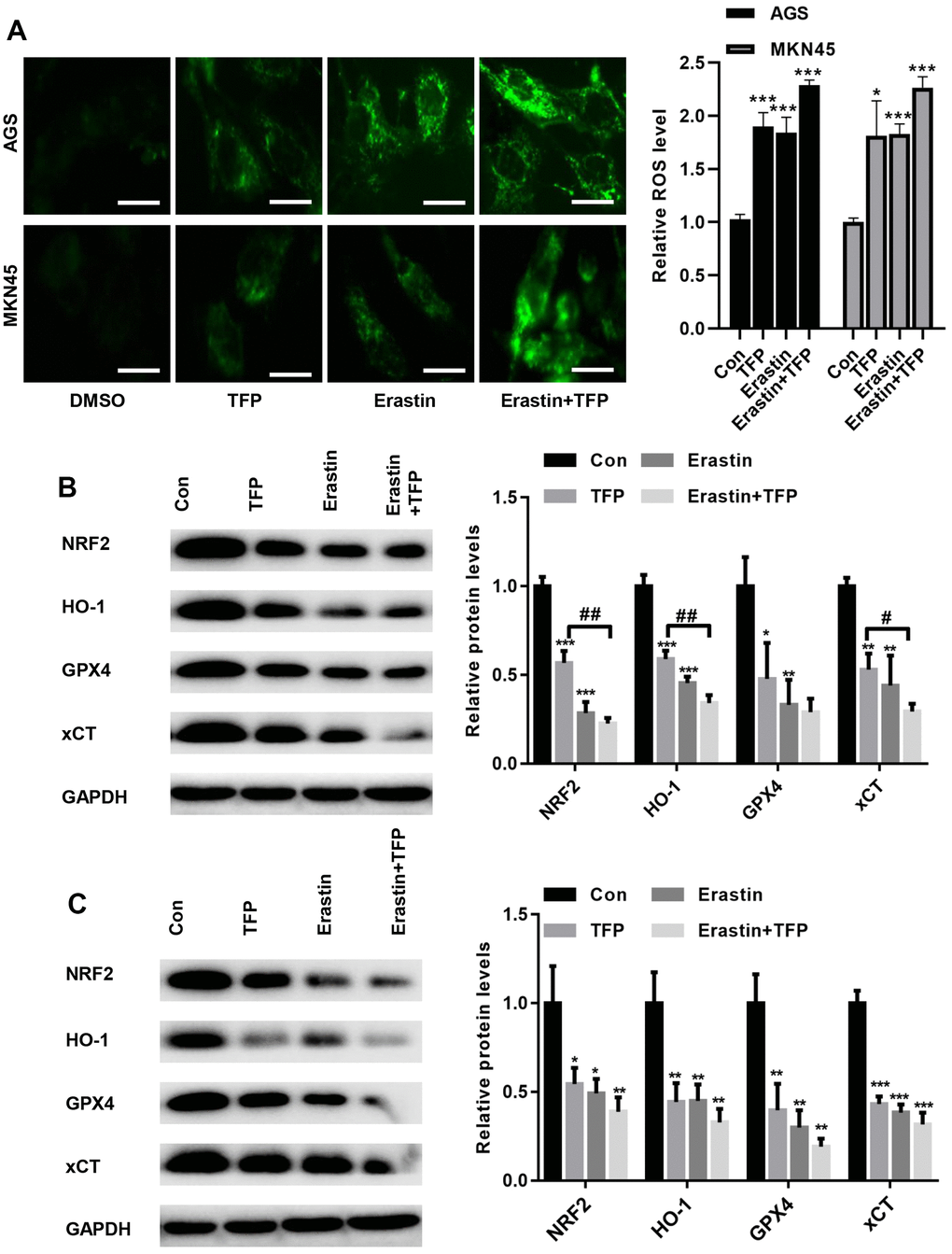 TFP suppressed NRF2/HO-1 activation in both EBV-infected AGS and MKN45 cells. EBV-infected AGS and MKN45 cells were preincubated with 40 μg/mL or 20 μg/mL TFP or 10 μM erastin for 24 h. (A) DCFH-DA staining showed that TFP elevated ROS production in EBV-infected AGS and MKN45 cells (bar=30 μm). Western blot assays showed that TFP significantly suppressed the expression of NRF2, HO-1, GPX4 and xCT in both AGS (B) and MKN45 (C) cells. *p