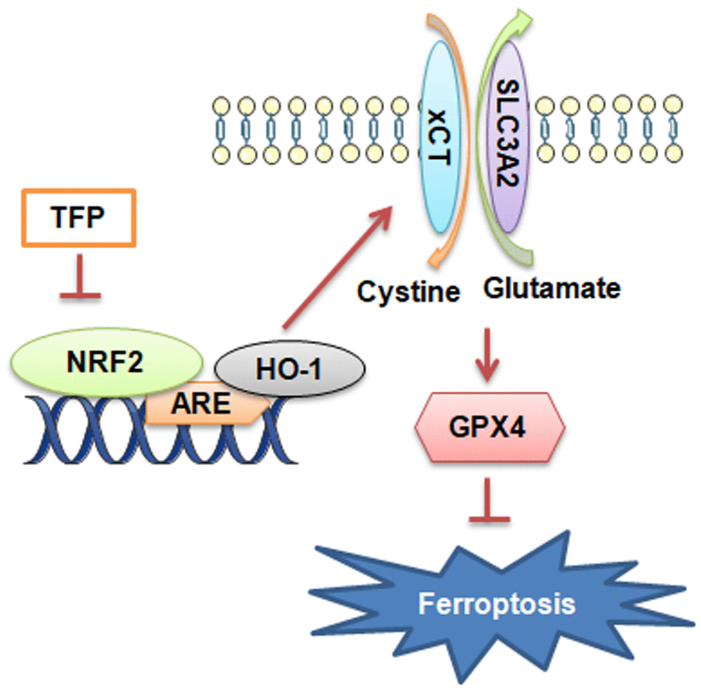 Diagram of the molecular mechanism by which TFP inhibits EBVaGC.