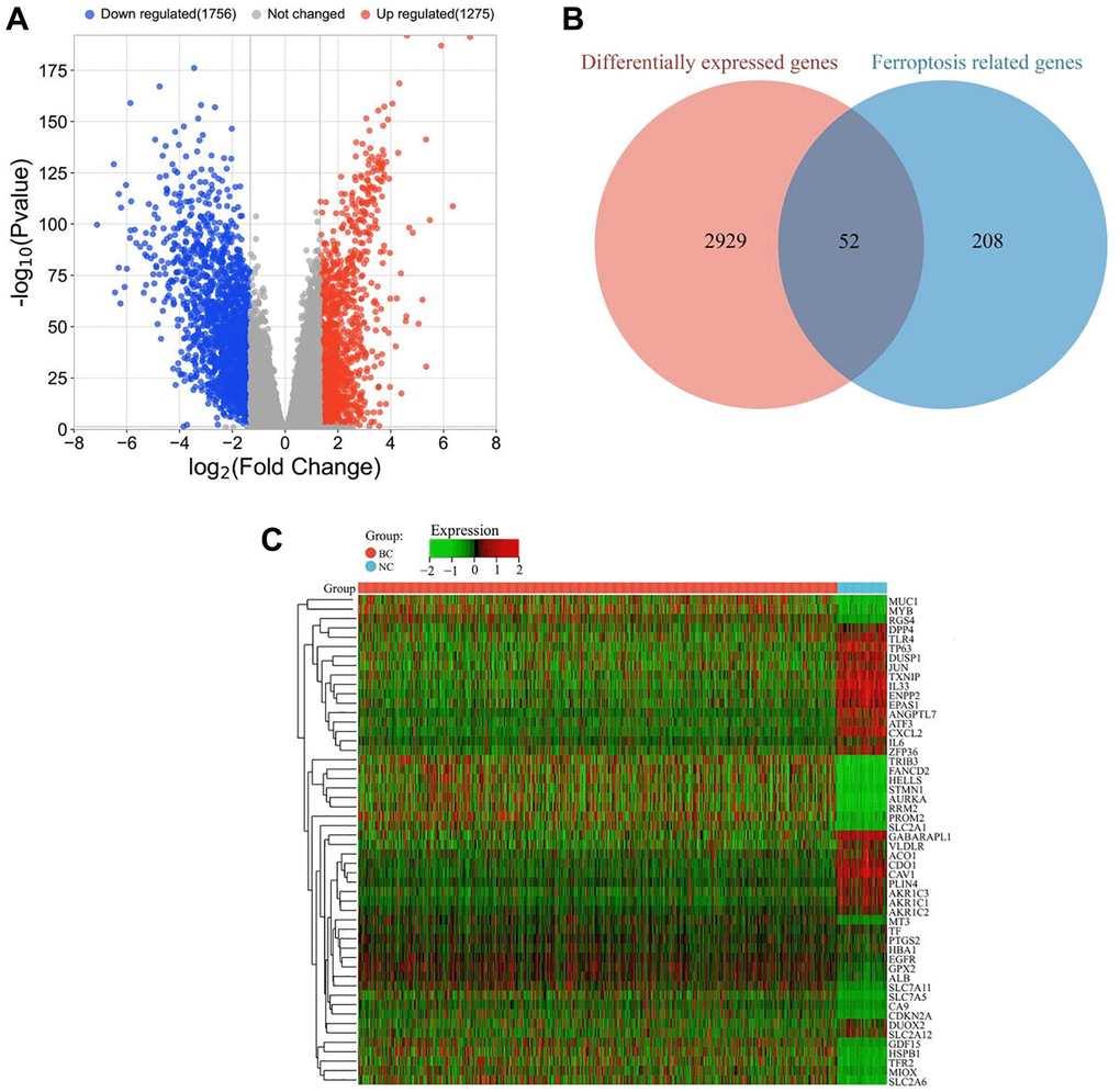 Identification of ferroptosis-related DEGs in breast cancer. (A) Volcano plot of all DEGs between tumor (BC group, n = 1091) and adjacent tissues (NC group, n = 113). Red and blue dots represent significantly upregulated and downregulated genes, respectively. (B) Venn diagram showing the overlap between ferroptosis-related genes and DEGs. (C) Heatmap of differentially expressed ferroptosis-related genes in tumor (BC group, n = 1091) and adjacent tissues (NC group, n = 113). The color scale represents the relative expression level of each gene, with red indicating high expression and green indicating low expression.