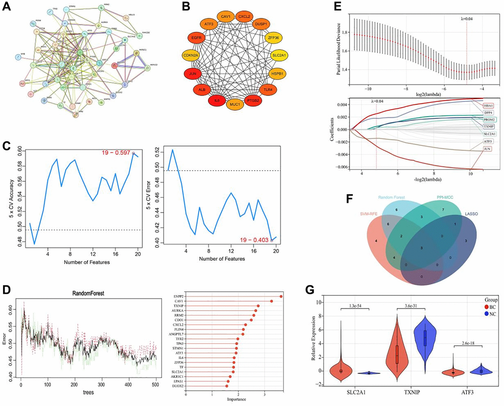 Screening of key ferroptosis-related genes in breast cancer. (A) Protein-protein interaction network of ferroptosis-related DEGs. (B) Top 20 genes with the best connectivity identified by the MCC algorithm. (C) SVM-REF analysis of the feature ferroptosis-related genes for differentiating breast cancer tissues from adjacent tissues. (D) Random forest analysis of the feature ferroptosis-related genes for differentiating breast cancer tissues from adjacent tissues. (E) LASSO regression analysis of the ferroptosis-related genes associated with the prognosis of breast cancer patients. (F) Venn diagram showing the common ferroptosis-related genes identified by the 4 machine learning algorithms. (G) Expression levels of TXNIP, SLC2A1, and ATF3 in breast cancer tissues (BC group, n = 1091) and adjacent tissues (NC group, n = 113).