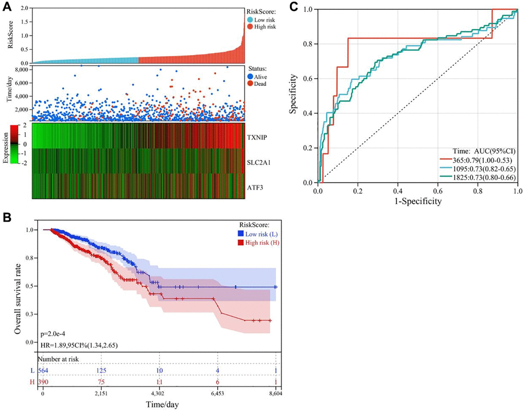 Construction and validation of the ferroptosis-related gene prognostic risk model in breast cancer. (A) Survival status plot of breast cancer patients based on the prognostic model. (B) Kaplan-Meier curve analysis of the overall survival rate of high-risk (n = 530) and low-risk (n = 530) groups. (C) ROC curve analysis of the prognostic model for predicting the survival of breast cancer patients at 365 days, 1095 days, and 1825 days. The AUC values were 0.79, 0.73, and 0.73, respectively.