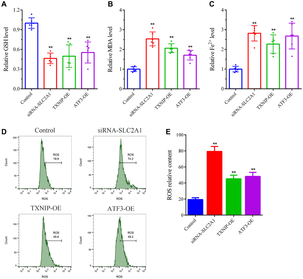 Ferroptosis detection in breast cancer cells. (A) GSH levels detection. (B) MDA levels detection. (C) Fe2+ levels detection. (D, E) ROS levels detection. The bar graphs show the mean ± SD of at least three independent experiments (n = 3). **P 