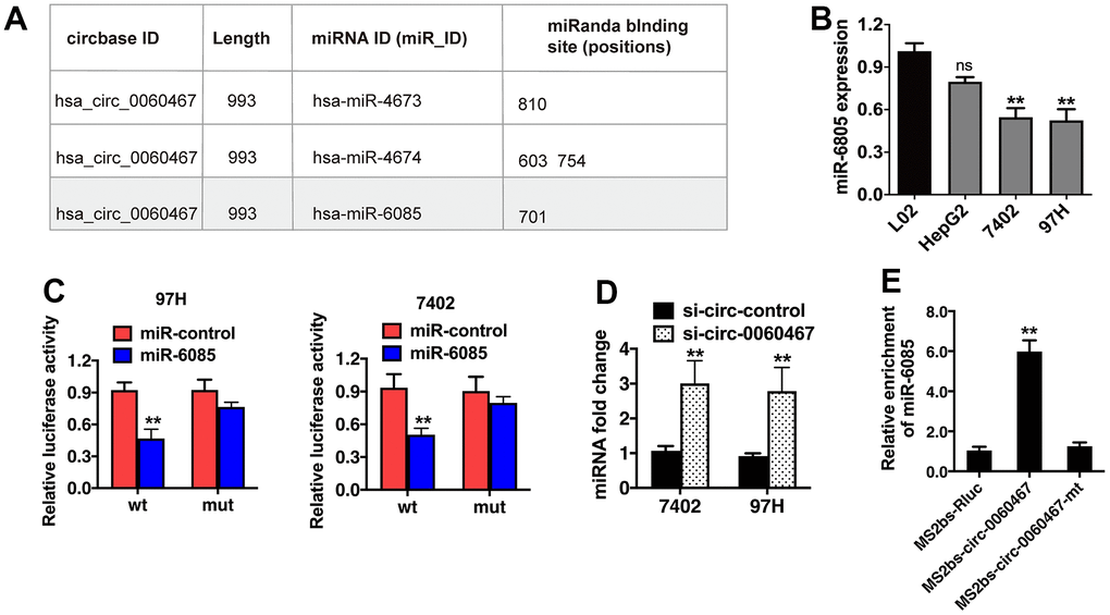 Circ0060467 functions as a sponge for miR-6085 in hepatocellular carcinoma (HCC) cells. (A) Predicted binding sites of miR-6085 within the circ0060467 sequence. (B) Expression level of miR-6085 in the LO2 cell line and HCC cell lines. (C) Relative luciferase activity of 97H and 7402 cells co-transfected with the miR-6085 mimics and the luciferase reporter vector containing the wild-type or mutant circ0060467 sequence. (D) miR-6085 expression in 7402 and 97h cell lines with knockdown of circ-0060467. (E) MS2-based RNA immunoprecipitation assay in 7402 cell transfected with MS2bs-circ0060467, MS2bs- circ0060467-mt, or MS2bs-Rluc. **p 