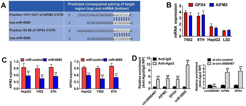 Circ0060467 regulates the expression of GPX4 and AIFM in HCC. (A) Predicted direct binding sites of hsa-miR-6085 (miR-6085) within the apoptosis inducing factor mitochondria associated 2 (AIFM2) and glutathione peroxidase 4 (GPX4) sequences. (B) Expression level of GPX4 and AIFM2 in the LO2 cell line and hepatocellular carcinoma cell lines. (C) Expression levels of GPX4 and AIFM2 after transfection with miR-6085 mimics. (D) RNA immunoprecipitation (RIP) assay detected the relative enrichment of circ0060467, GPX4, AIFM2, and miR-6085 in the anti-Argonaute 2 (Ago2) fraction (left); relative enrichment was detected by an Ago2-RIP assay (right).