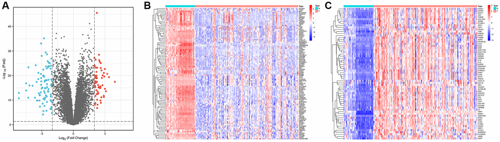 Identification of differentially expressed genes in gastric cancer and paracancerous tissues. (A) Volcano plot of 157 differentially expressed genes (|Log2FC| > 2, p B) Heatmap of 93 down-regulated genes expressed in gastric cancer tissues. (C) Heatmap of 64 expressed up-regulated genes in gastric cancer tissues.