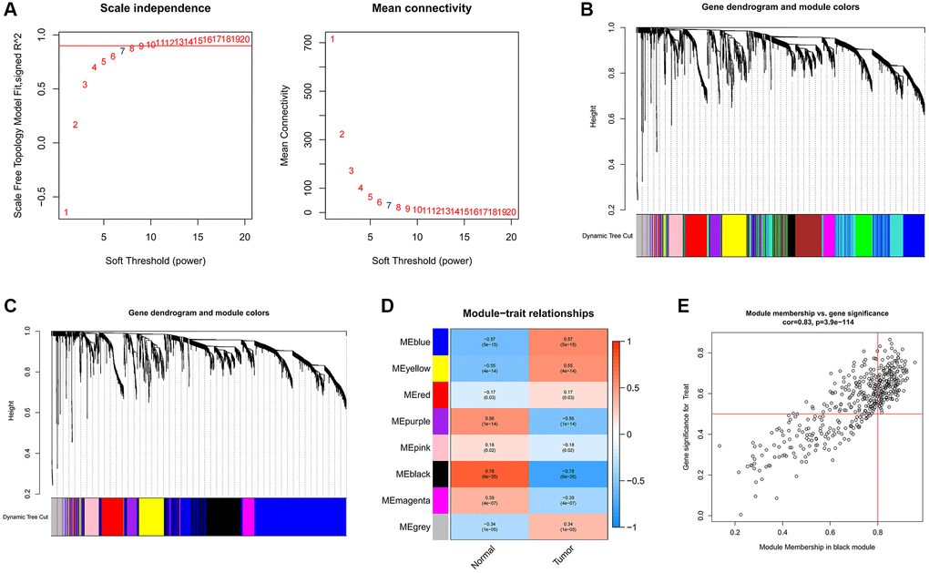 Identification of hub genes in gastric cancer using the WGCNA algorithm. (A) The soft threshold is determined by function. The left panel shows the relationship between the scale-free network evaluation metric R2 and the soft threshold, and the right panel shows the relationship between average connectivity and the soft threshold. (B) Dendrogram of gene clustering and different colored modules. (C) Gene clustering dendrogram obtained by merging similar modules. (D) Correlations between merged modules and clinical traits, correlation coefficients and p-values are shown in the corresponding modules of different colors. (E) Scatterplot of MM and GS in the black module.