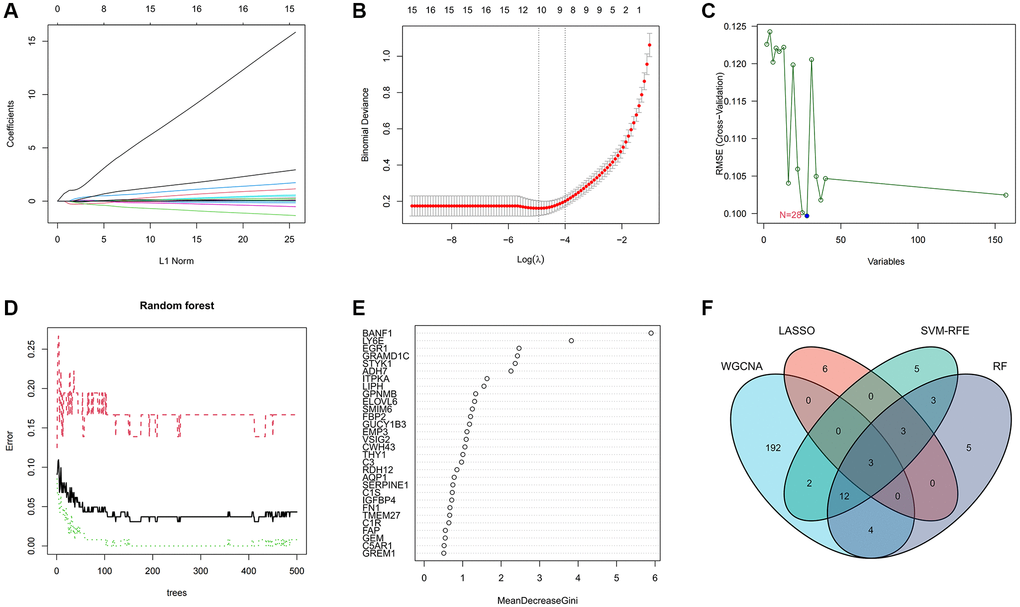 Machine learning screens for disease characterizing genes. (A, B) LASSO regression analysis screening variables. (C) Cross-validation error rate graph based on SVM-RFE. (D, E) Genes were scored using a random forest algorithm to rank genes by importance algorithm. (F) VEEN graph to obtain the intersection of key genes screened by the 4 methods.