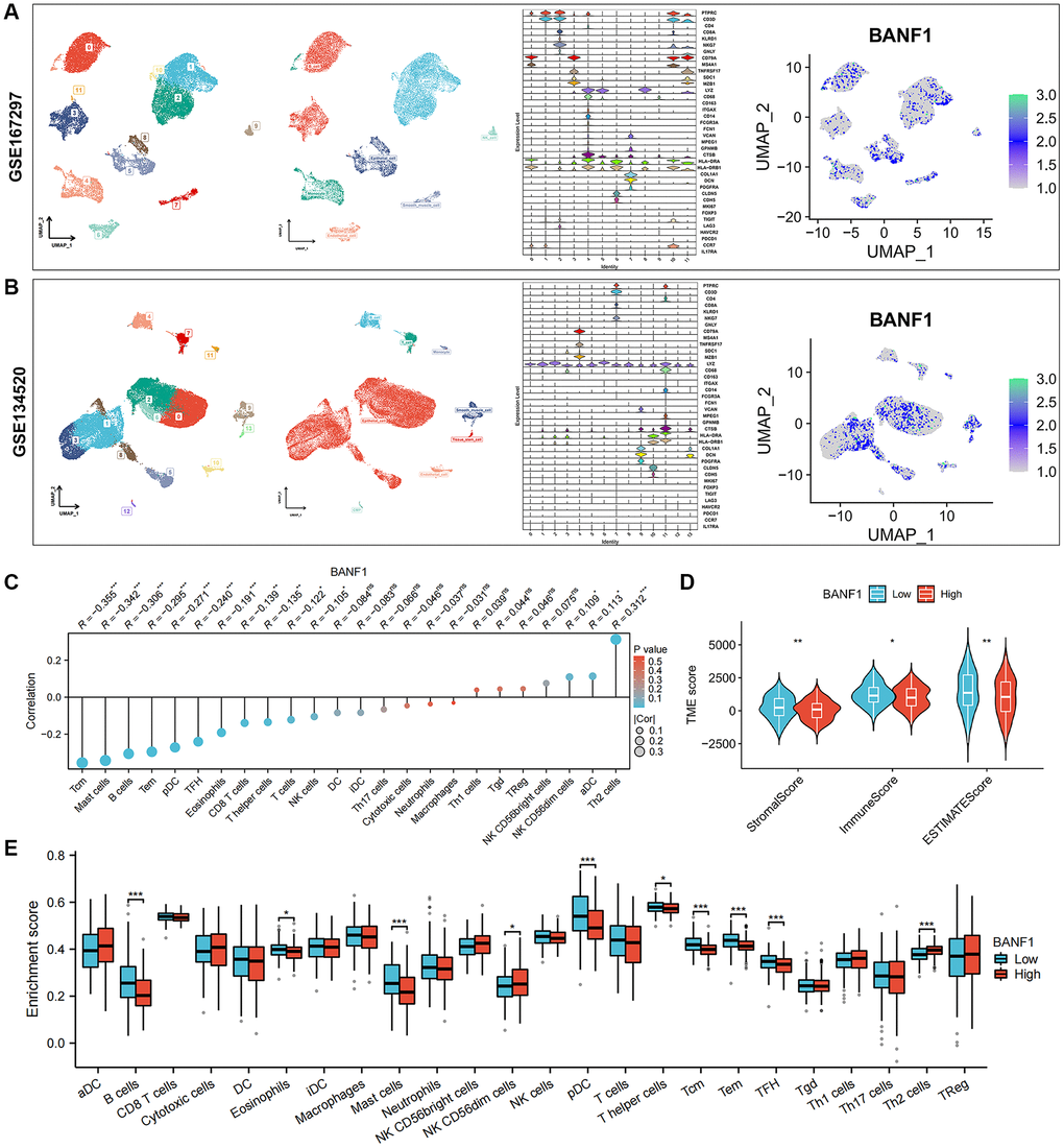 Single-cell expression of BANF1 in gastric cancer and its immune correlation. (A, B) Validation of BANF1 expression in different cell types in two gastric cancer single cell datasets (GSE167297, GSE134520). From left to right, cell clustering plot, cell annotation plot, violin plot of cellular signature genes expressed in different cell clusters, and BANF1 expression plot in different cells. (C) Lollipop plot of BANF1 expression correlating with immune cells. (D) Stromal score, immune score, ESTIMATE score violin plots between high and low BANF1 expression groups. (E) Box line plot showing immune infiltration between high and low BANF1 expression groups. ns means no statistical difference, *p **p ***p 
