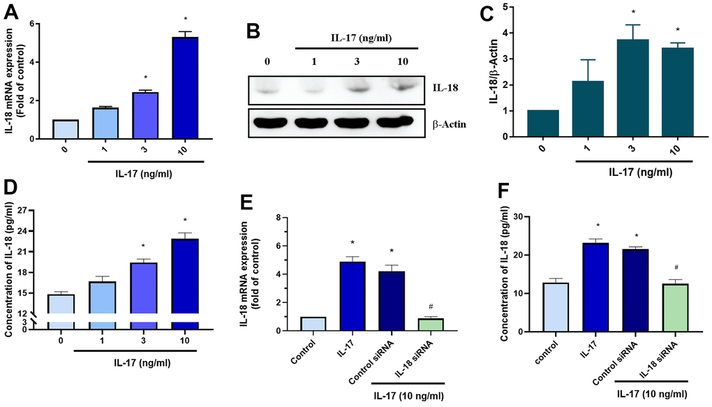IL-17 promotes the production of IL-18 in OASFs. (A–D) OASFs were incubated with different concentrations of IL-17 (0–10 ng/mL) for 24 h. Levels of IL-18 expression were detected by qPCR (A), Western blot (B, C), and ELISA (D) analyses. (E, F) OASFs were transfected with IL-18 siRNA then incubated with IL-17 (10 ng/mL) for 24 h and assessed for IL-18 expression. Results are expressed as the means ± S.D. *p