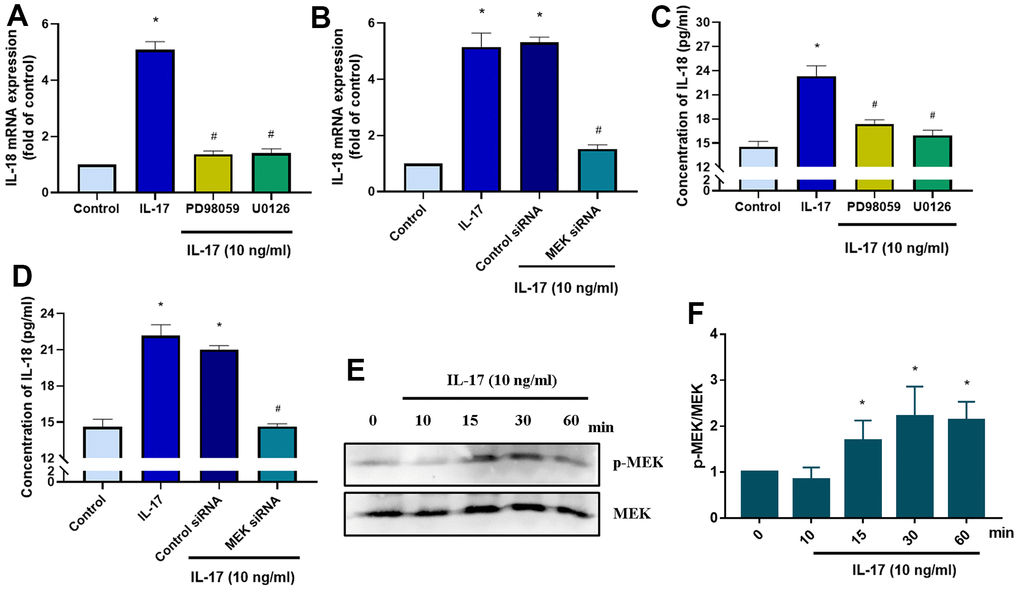 IL-17-induced promotion of IL-18 production in OASFs requires MEK signaling. (A) OASFs were pretreated with MEK inhibitors PD98059 (10 μM) or U0126 (5 μM) for 1 h, then incubated with IL-17 (10 ng/mL) for 24 h. IL-18 expression was determined by qPCR. (B) OASFs were transfected with MEK siRNA or control siRNA for 24 h, then stimulated with IL-17 (10 ng/mL) for a further 24 h. IL-18 expression was assessed by qPCR. (C, D) OASFs were treated as described in Figure 4A, 4B. IL-18 production was examined by ELISA. (E) OASFs were stimulated with IL-17 (10 ng/mL) for different time intervals (0–60 min). The total cell lysates were collected and Western blot assessed MEK protein phosphorylation. (F) The quantification result of MEK protein phosphorylation was shown. Results are expressed as the means ± S.D. * p