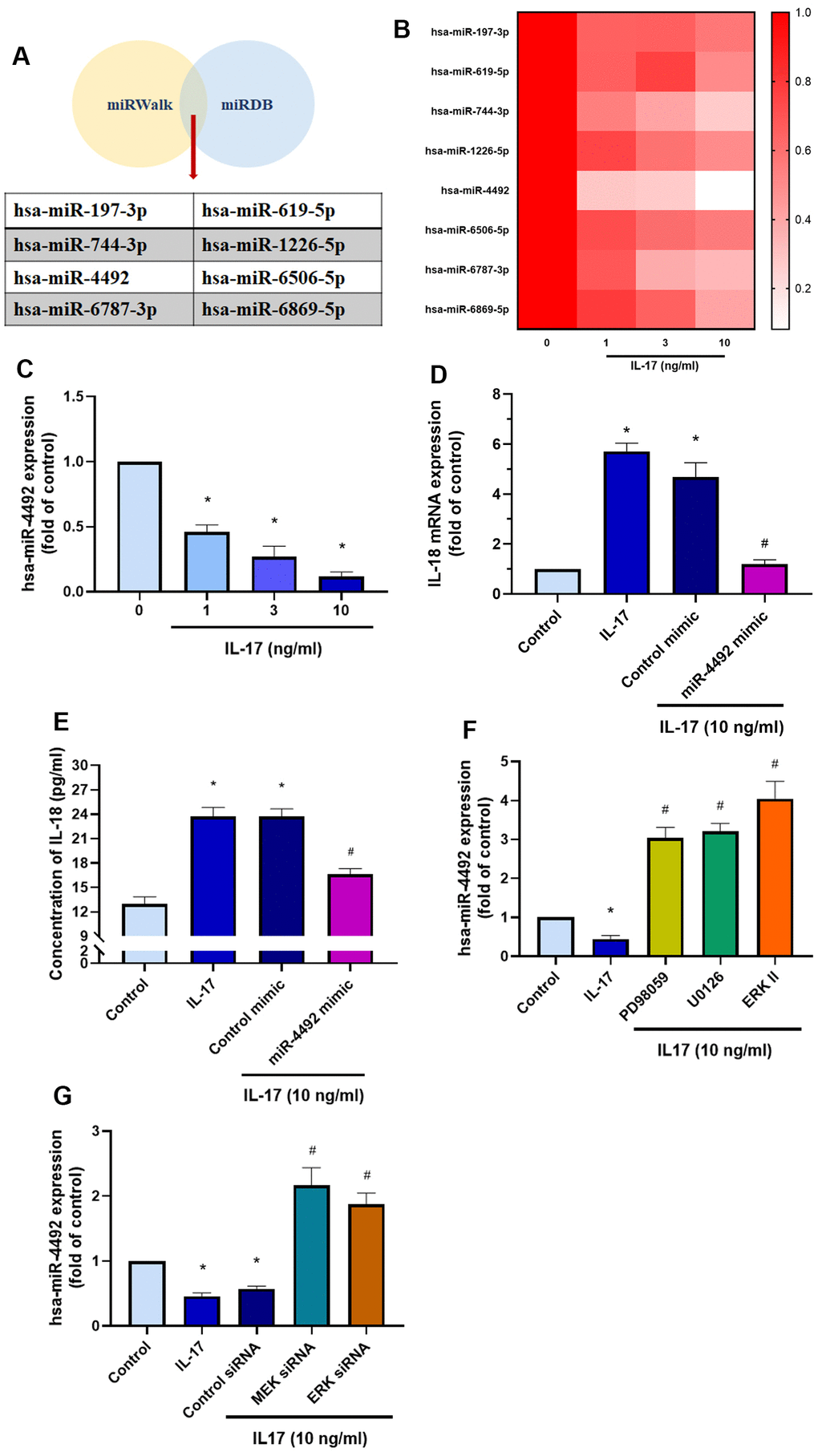 The MEK/ERK/miR-4492 axis contributes to IL-18 production in OASFs in response to IL-17 stimulation. (A) Online databases for miRNA target prediction (miRWalk and miRDB) were used to screen for candidate miRNAs that potentially target IL-18 mRNA. (B, C) OASFs were incubated with different concentrations of IL-17 (0–10 ng/mL) for 24 h and miRNA expression was detected by qPCR. (D, E) OASFs were transfected with miR-4492 mimic or control mimic for 24 h, then stimulated with IL-17 (10 ng/mL) for a further 24 h. IL-18 production was assessed by qPCR and ELISA. (F, G) OASFs were pretreated with MER and ERK inhibitor or transfected with MEK, ERK, and control siRNAs, then stimulated with IL-17 (10 ng/mL) for a further 24 h. miR-4492 expression was evaluated by qPCR. Results are expressed as the means ± S.D. * p