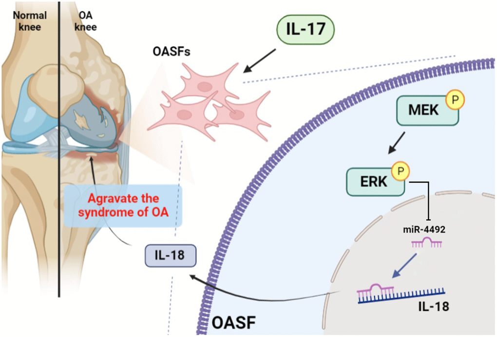 Schematic diagram illustrates the process whereby IL-17 treatment promotes IL-18 production in OASFs. IL-17 treatment upregulates levels of IL-18 expression in OASFs via MEK and ERK signaling and downregulates levels of miR-4492. IL-18 production elicits inflammatory responses during OA progression.