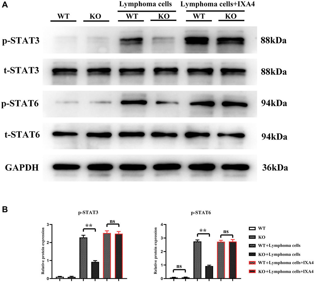 Western blotting of p-STAT3 and p-STAT6. (A) Protein bands of p-STAT3 and p-STAT6; (B) Relative protein expressions of p-STAT3 and p-STAT6. (WT group vs. KO group; WT + lymphoma cell group vs. KO + lymphoma cell group; WT + lymphoma cell + IXA4 group vs. KO + lymphoma cell + IXA4 group; **P nsP > 0.05; N = 3).