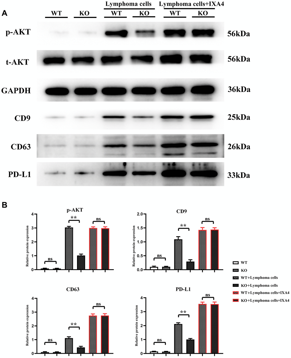 Western blotting of AKT signaling pathway-related proteins, exosome-associated proteins and PD-L1. (A) Protein bands of p-AKT, CD9, CD63 and PD-L1; (B) Relative protein expressions of p-AKT, CD9, CD63 and PD-L1. (WT + lymphoma cell + CAR-T group vs. KO + lymphoma cell + CAR-T group; WT + lymphoma cell + CAR-T + PD-L1 neutralizing antibody group vs. KO + lymphoma cell + CAR-T + PD-L1 neutralizing antibody group; **P nsP > 0.05; N = 3).