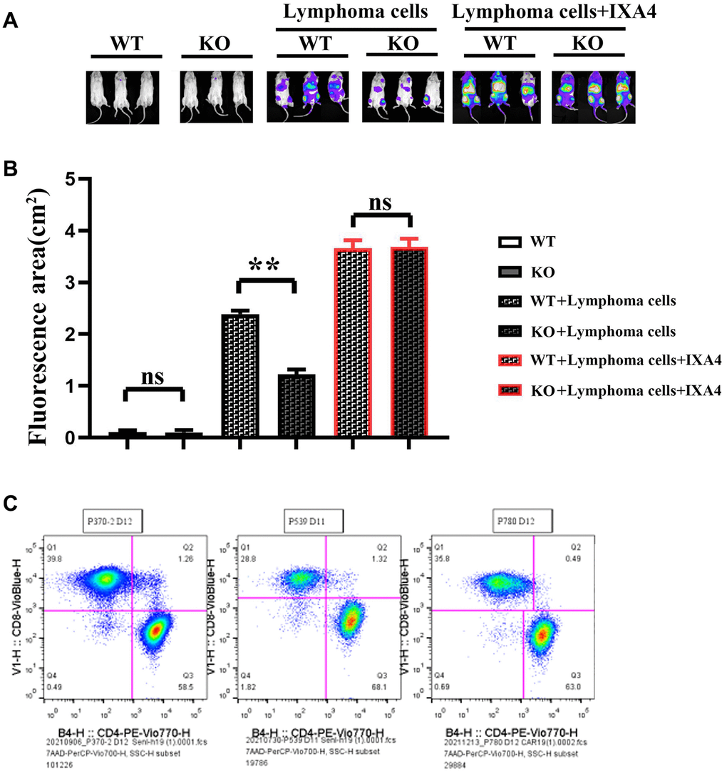 Imaging of the effect of mouse tumor transplantation and myeloid-specific knockout Notch-1 on lymphoma progression and scale plot of CD4+/CD8+. (A) Results of mouse tumor transplantation and imaging; (B) Fluorescence area in each group; (C) Ratio diagram of CD4+/CD8+. (WT group vs. KO group; WT + lymphoma cell group vs. KO + lymphoma cell group; WT + lymphoma cell + IXA4 group vs. KO + lymphoma cell + IXA4 group; **P nsP > 0.05; N = 3).