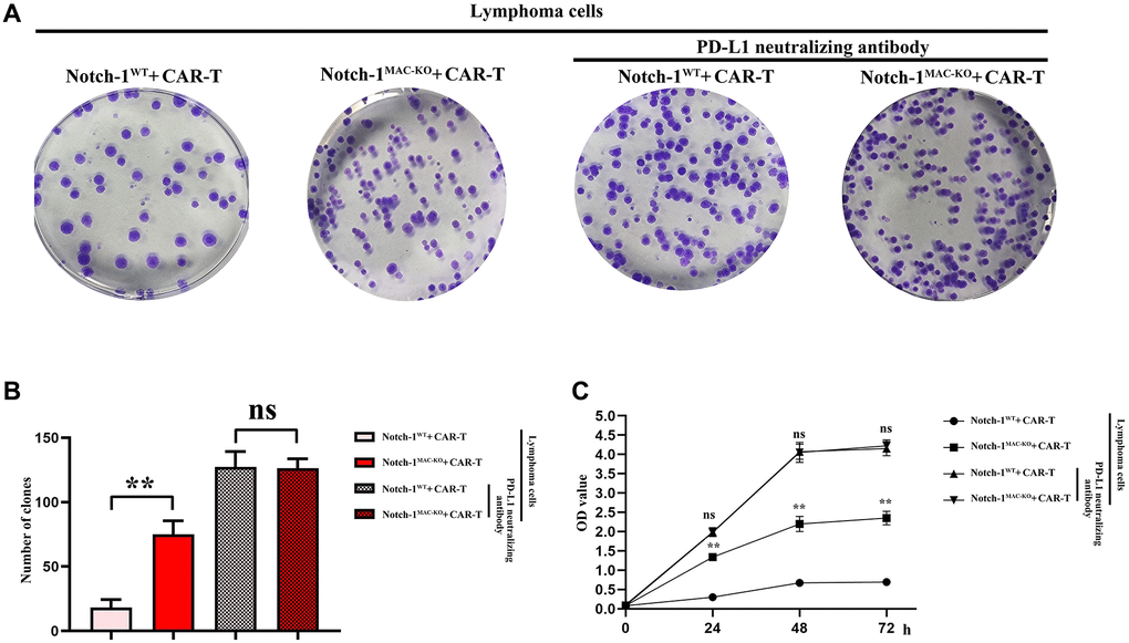 CAR-T cell proliferation assay. (A) Colony formation assay; (B) Data statistics of number of colonies; (C) CCK8 assay. (WT + lymphoma cell + CAR-T group vs. KO + lymphoma cell + CAR-T group; WT + lymphoma cell + CAR-T + PD-L1 neutralizing antibody group vs. KO + lymphoma cell + CAR-T + PD-L1 neutralizing antibody group; **P nsP > 0.05; N = 3).