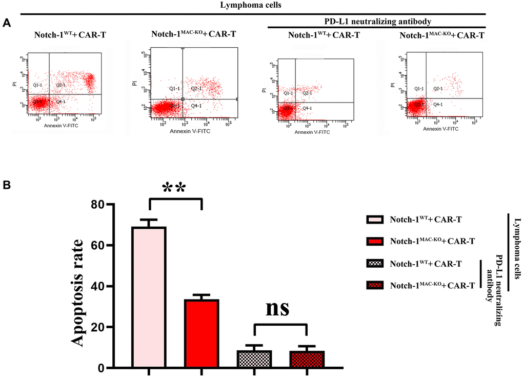 Flow cytometry of CAR-T cell apoptosis. (A) CAR-T cell apoptosis; (B) Data statistics of number of apoptotic CAR-T cells. (WT + lymphoma cell + CAR-T group vs. KO + lymphoma cell + CAR-T group; WT + lymphoma cell + CAR-T + PD-L1 neutralizing antibody group vs. KO + lymphoma cell + CAR-T + PD-L1 neutralizing antibody group; **P nsP > 0.05; N = 3).