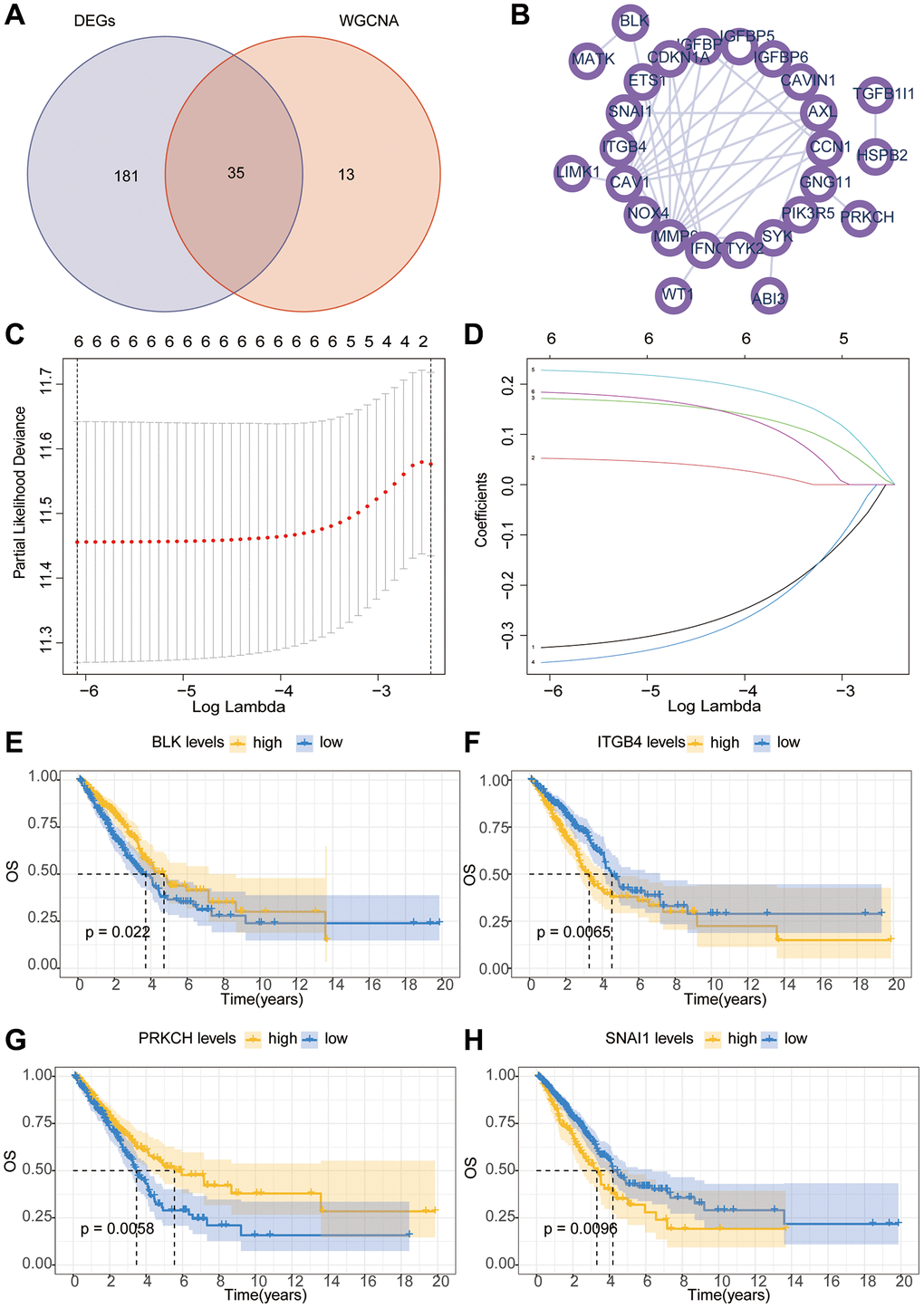 The Lasso-Cox algorithm constructs a prognostic risk model. (A) The Venn diagram illustrates the intersection of genes between WGCNA and differential analysis. (B) The PPI (Protein-Protein Interaction) network investigates the interactions between key proteins. (C, D) The Lasso-Cox algorithm constructs a model. (E–H) Kaplan-Meier survival curve analysis of hub gene.