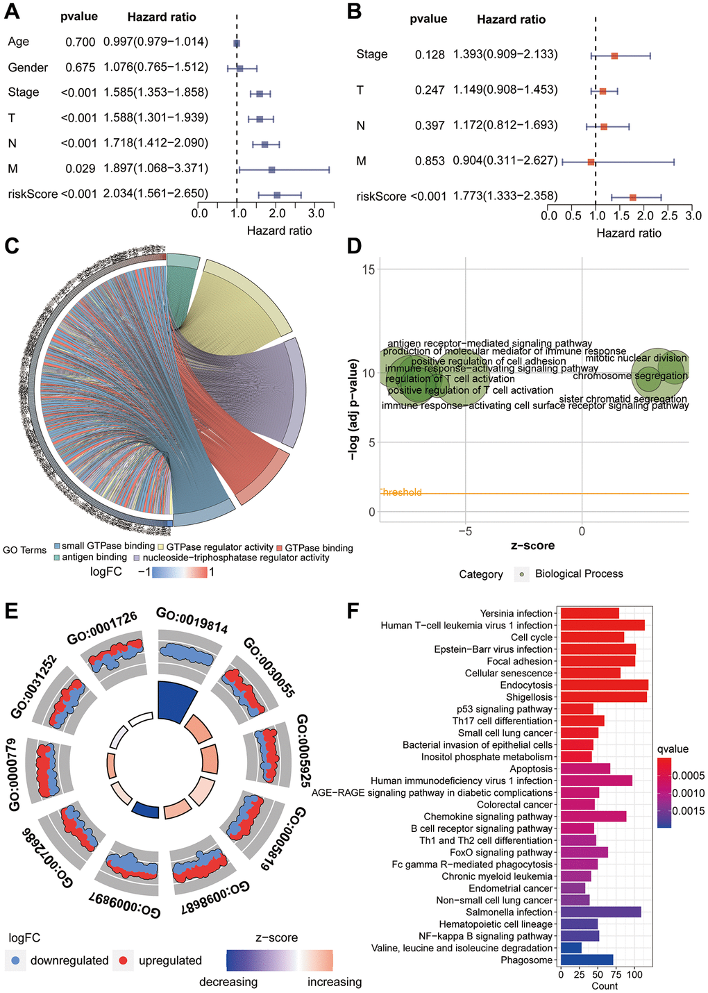 Functional enrichment analysis. (A, B) Univariate and multivariate Cox proportional hazards analyses of clinical indicators and riskScore. (C–E) Gene Ontology enrichment analysis of the riskScore model. (F) KEGG enrichment analysis of the riskScore model.