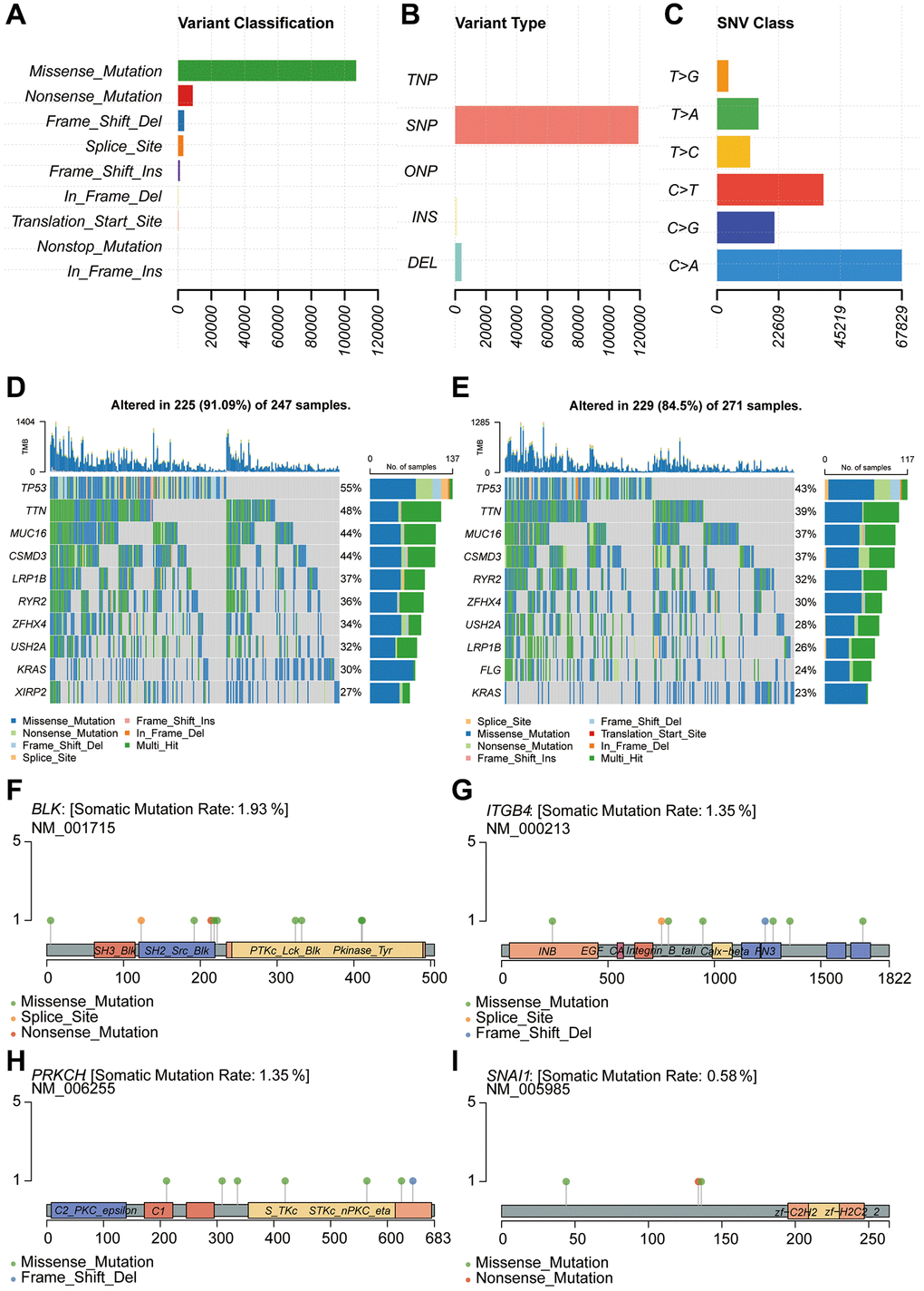 Genetic mutation analysis for model construction. (A–C) Mutation type analysis. (D, E) Analysis of mutated genes in high-risk and low-risk groups. (F–I) Analysis of single-gene mutation sites.