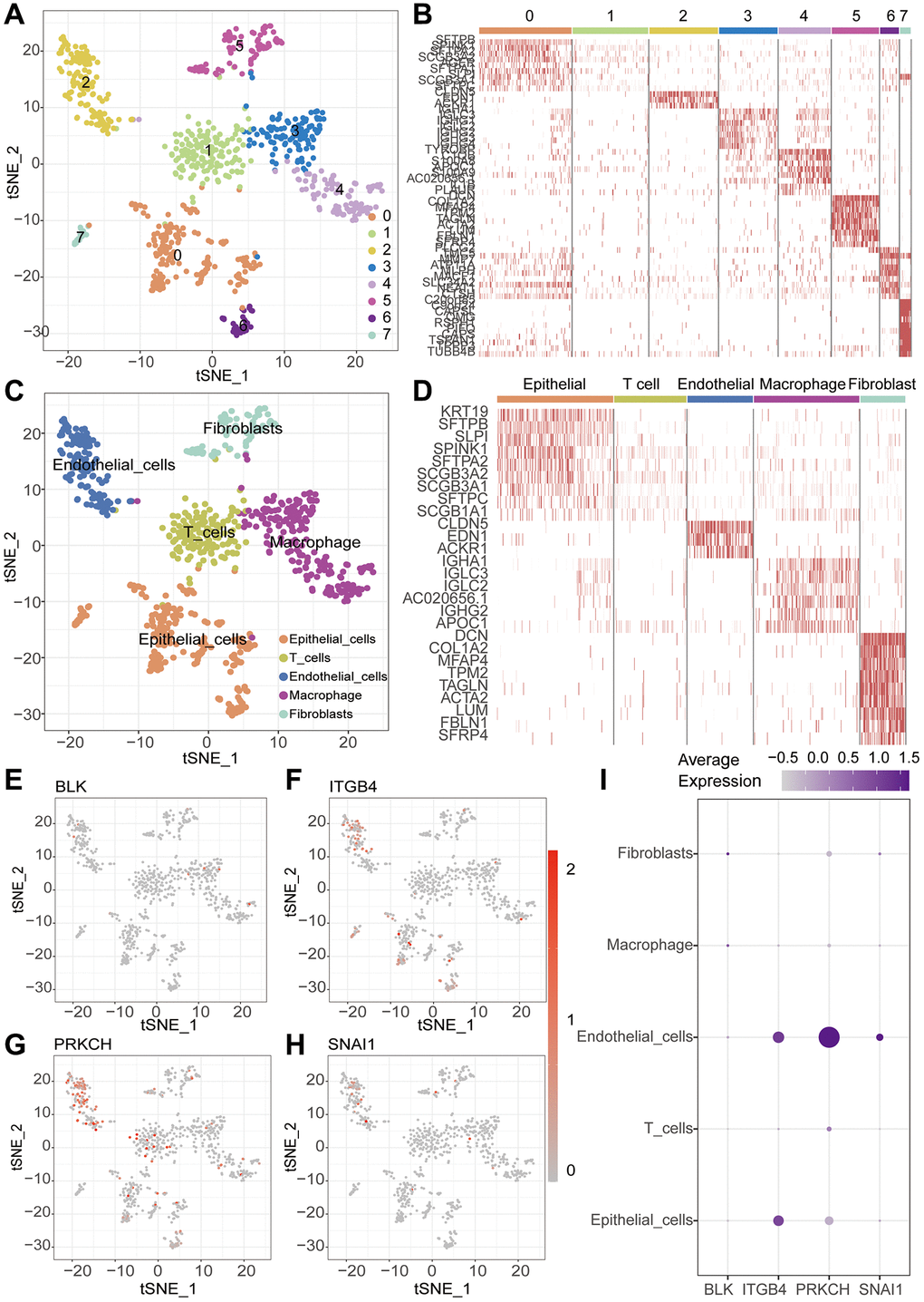 Single-cell sequencing analysis. (A) t-SNE clustering algorithm is used to classify cells into 8 clusters. (B) Heatmap visualizes the differentially expressed genes among the identified clusters. (C) “SingleR” package is employed to annotate different cell types, including T cells, Macrophage, Epithelial cells, Endothelial cells and Fibroblasts. (D) Heatmap visualizes the differentially expressed genes among the identified cells. (E–I) ScRNA-seq analysis reveals the expression patterns of key genes across different cell types.