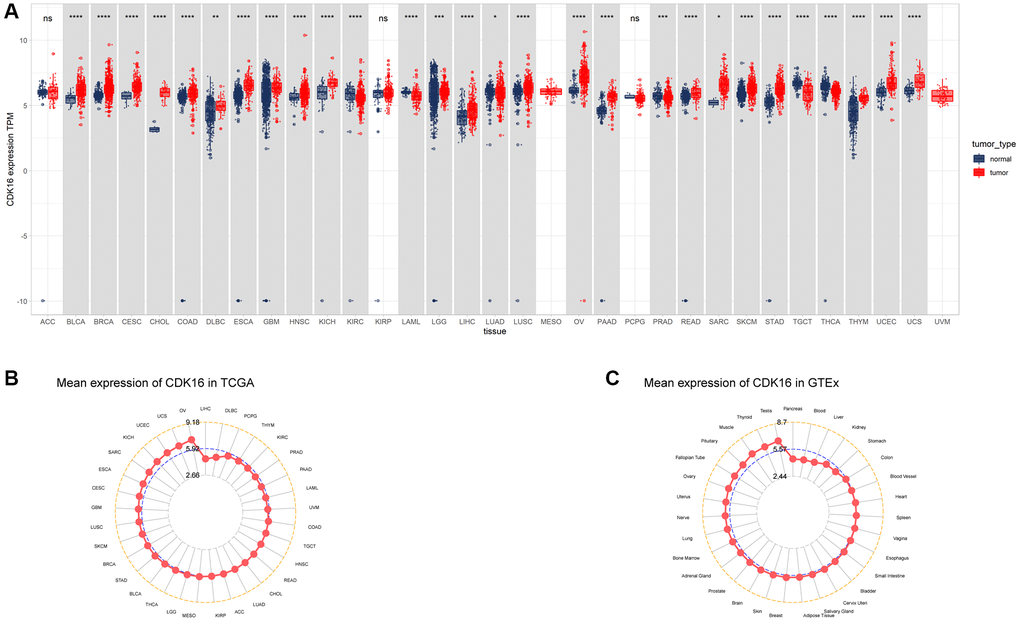Expression of CDK16 in pan-cancer. (A) Pan-cancer expression of CDK16. (B) CDK16 expression in tumor tissues from TCGA cohort. (C) CDK16 expression in normal tissues from GTEx cohort. *P **P ***P ****P 