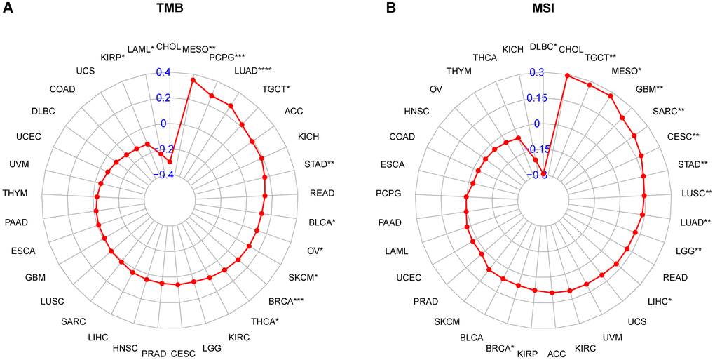 Relationship of CDK16 expression and tumor mutational burden (TMB), microsatellite instability (MSI). (A) Radar map illustrating the relationship between CDK16 expression and TMB. (B) Radar map illustrating the relationship between CDK16 expression and MSI. The red lines represent correlation coefficients, and blue values represent ranges. Spearman correlation test, *p **p ***p ****p 