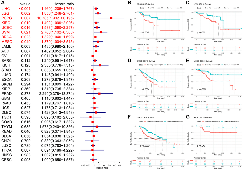 Relationship between CDK16 level and OS. (A) The univariate Cox regression OS analysis of CDK16 in TCGA pan-cancer. Red color represents significant results (p B–G) Kaplan-Meier curves showing OS in pan-cancer.