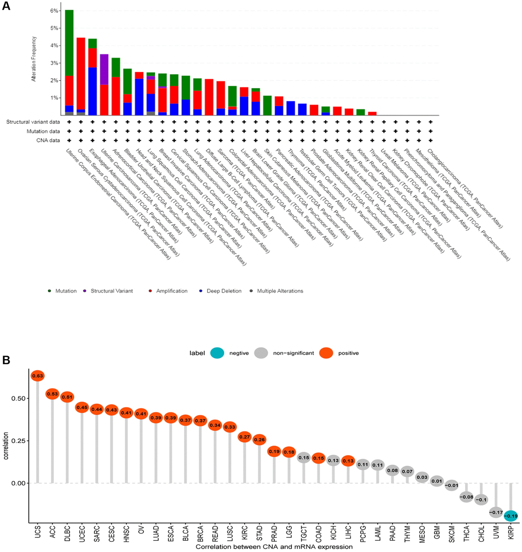 Gene alteration of CDK16. (A) The mutation and CNA status of CDK16 in TCGA-pan-cancer. (B) The correlation between CDK16 expression and CNA.