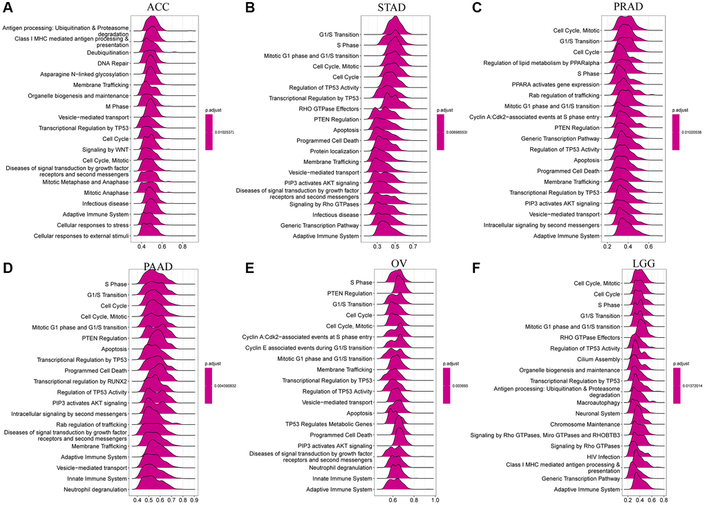 GSEA of CDK16 in TCGA pan-cancer. (A–F) The top 6 significant pathways of GSEA results across the indicated tumor types. Red color represents immune-related pathways.