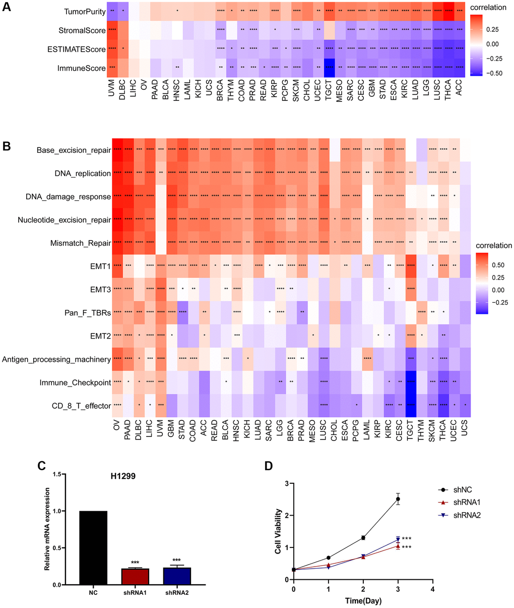 The relationship between CDK16 and the regulation of the tumour microenvironment. (A) Heatmap represents the correlation between CDK16 expression and TME scores in pan-cancer. (B) The relationship between CDK16 and the tumour microenvironment. (C) After H1299 cells were transfected with si-CDK16, the level of CDK16 was evaluated by qRT-PCR. (D) The cell viability of cells was examined by CCK-8 assay. Red represents positive correlation, blue represents negative correlation, and the darker the color, the stronger the correlation. *P **P ***P ****P 
