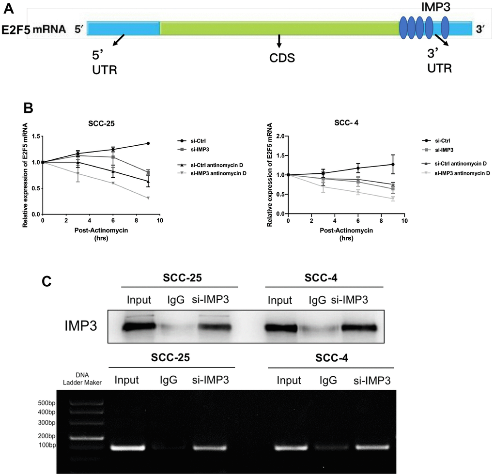 E2F5 is a direct target of IMP3. (A) The schematic image of the binding sites of IMP3 in the TIMM44 mRNA. (B) Analysis of the mRNA half-lives of E2F5 expression in the SCC-25 and SCC-4 cells suppression of IMP3. (C) RIP analysis of IMP3 binding to E2F5 mRNA in OSCC cells. Nonspecific rabbit IgG was used as a negative control. Input was used as a positive control.