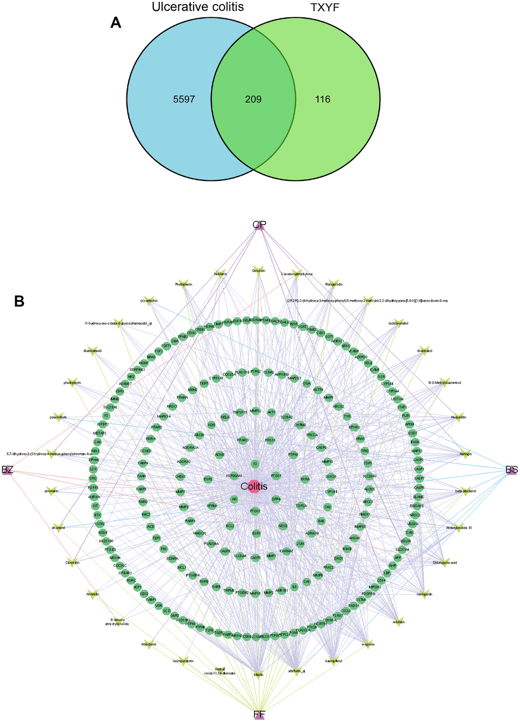 The network of active ingredient-effective target of TXYF in UC. (A) The Venn graph illustrated 209 common targets in-between 325 targets of TXYF and 5806 UC-related targets. (B) The network of active ingredient-effective target of TXYF in UC. Tongxie-Yaofang formula (TXYF).