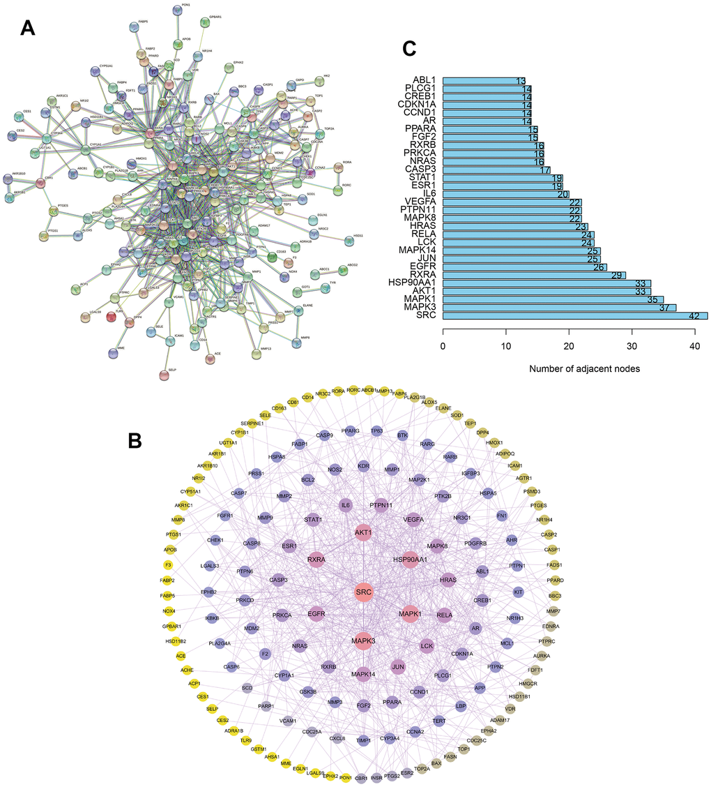The construction of protein-protein interaction network. (A) The construction of interaction network based on the common targets via STRING database. (B) The construction of protein-protein interaction (PPI) network based on the common targets via Cytoscape software. (C) The number of adjacent nodes of the top 30 hub genes in PPI network.