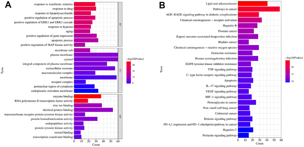 The GO and KEGG functional enrichment analysis. (A) The GO terms of biological process (BP), cellular compound (CC) and molecular function (MF) enrichment analysis of common targets. (B) The KEGG signaling pathways enrichment analysis of common targets. Gene Ontology (GO), Kyoto Encyclopedia of Genes and Genomes (KEGG).