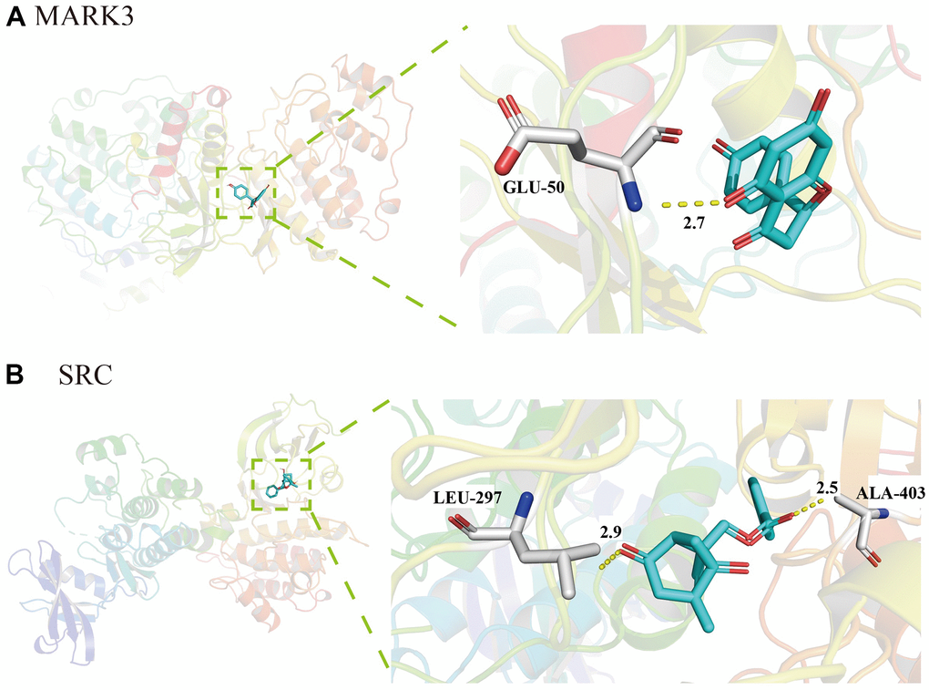 Molecular docking of active ingredients in TXYF. (A) The molecular docking diagram of naringin and MAPK. (B) The molecular docking diagram of albiflorin and SRC.