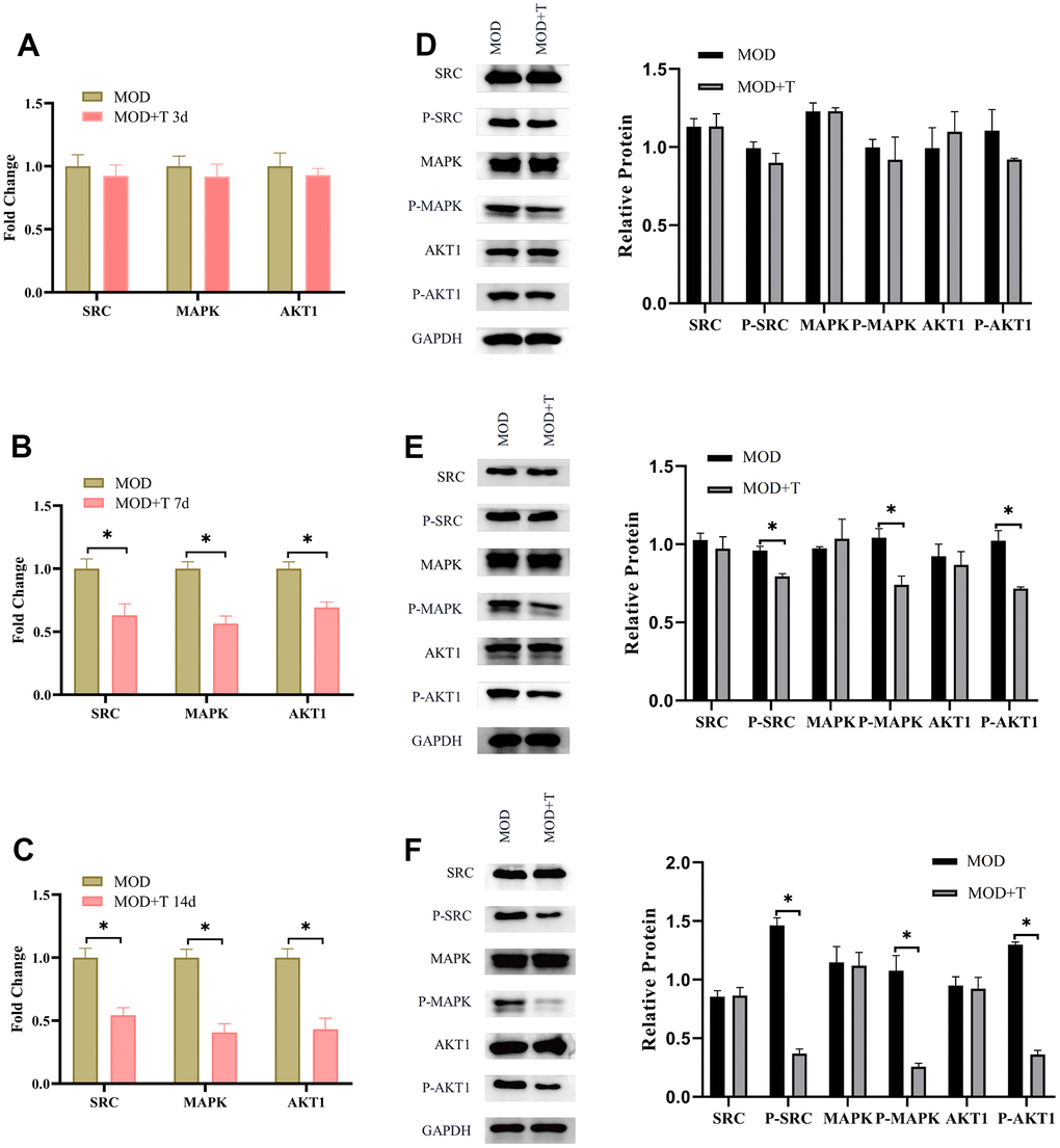 The TXYF suppresses the phosphorylation of SRC, MAPK and AKT1 in UC. (A–C) The mRNA expression level of SRC, MAPK and AKT1 in MOD and MOD+T groups were detected by qRT-PCR at 3rd (A), 7th (B), and 14th (C) day after the UC model was established. (D–F) The protein expression level of SRC, P-SRC, MAPK, P-MAPK, AKT1, P-AKT1 were detected by WB at 3rd (D), 7th (E), and 14th (F) day after the UC model was established. N=5, *p