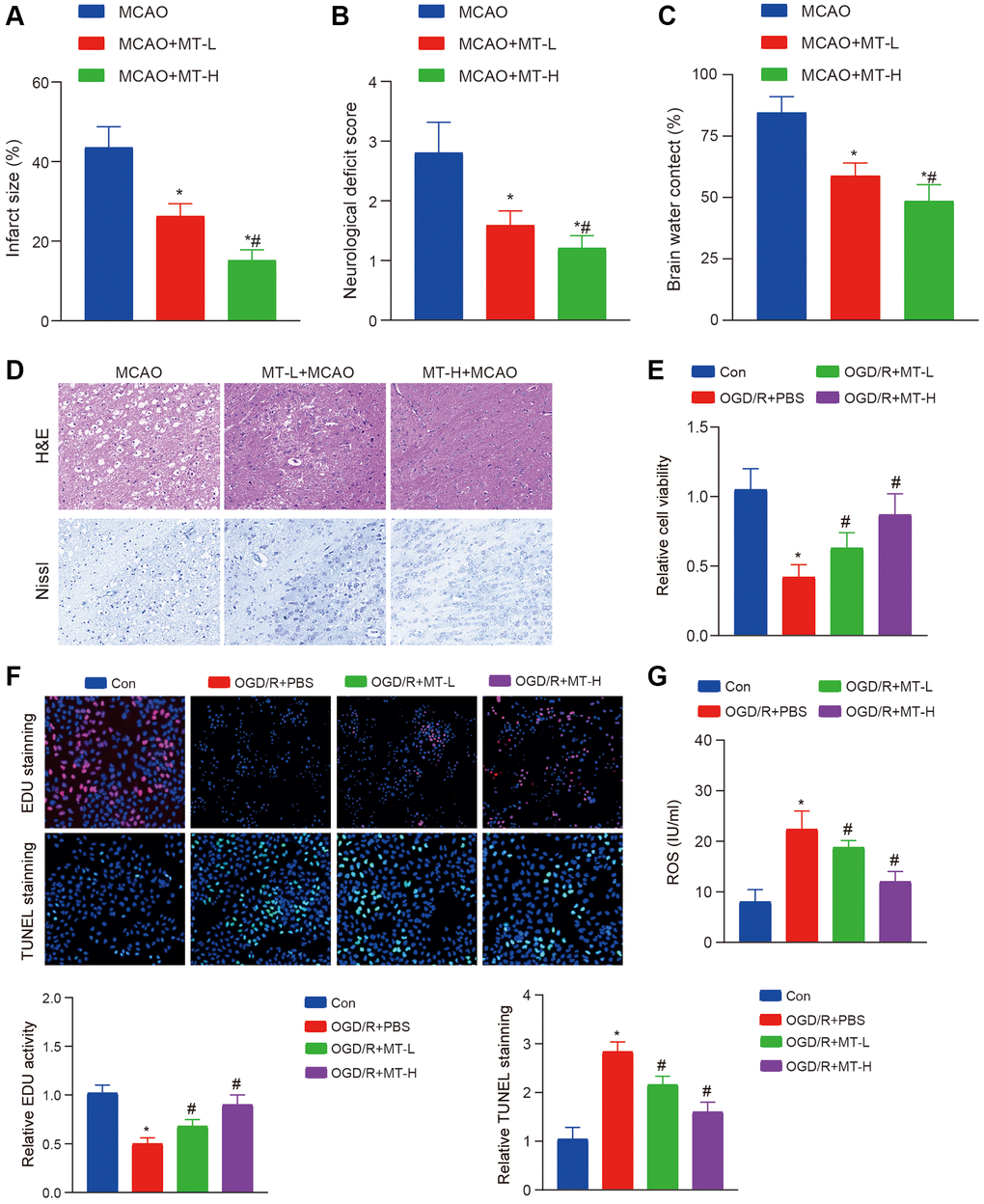 Melatonin improves brain tissue and neuronal damage caused by stroke. (A) TTC staining reveals that Melatonin at doses of 5 and 10 mg/kg significantly reduces the volume of infarction compared to the MCAO group. (B, C) The administration of Melatonin at doses of 5 and 10 mg/kg markedly decreases neural damage score and brain water content in comparison to the MCAO group. (D) H&E and Nissl staining demonstrate that Melatonin at doses of 5 and 10 mg/kg mitigates neuronal damage when compared to the MCAO group, with a more pronounced effect observed at a dose of 10 mg/kg. (E) CCK-8 assay indicates that treatment with Melatonin at concentrations of 0.5 and 1 mM enhances HT-22 cell viability relative to the OGD/R group. (F) The EdU and TUNEL assay indicate that treatment with Melatonin at concentrations of 0.5 and 1 mM enhances HT-22 proliferation and apoptosis relative to the OGD/R group. (G) DCFH-DA staining shows that exposure to Melatonin at concentrations of 0.5 and 1 mM reduces ROS levels compared to the OGD/R group. The data are presented as mean ± SD. Statistical significance is denoted by *P #P 