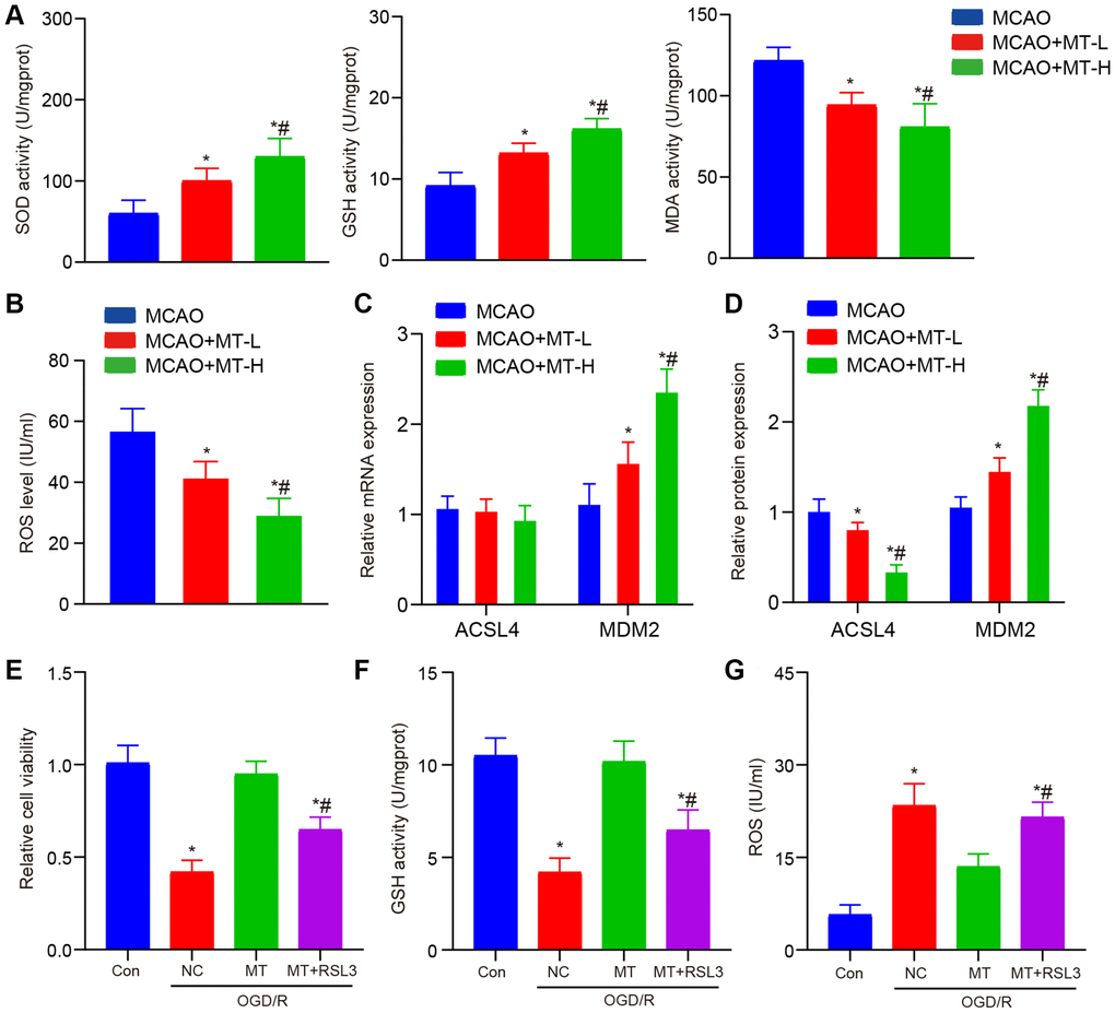 Melatonin improves brain tissue and neuronal damage caused by stroke. (A) In brain tissues, melatonin administration at doses of 5 and 10 mg/kg resulted in increased levels of SOD and GSH, while decreasing the level of MDA compared to the MCAO group. (B) Melatonin treatment at doses of 5 and 10 mg/kg reduced ROS accumulation in brain tissues when compared to the MCAO group. (C) The ACSL4 and MDM2 mRNA levels, as determined by qRT-PCR analysis, were compared between the groups treated with melatonin (at doses of 5 and 10 mg/kg) and the MCAO group. (D) The ACSL4 and MDM2 protein levels, as determined by WB analysis, were compared between the groups treated with melatonin (at doses of 5 and 10 mg/kg) and the MCAO group. (E) The protective effects of melatonin (at a dose of 10 mg/kg) on HT-22 cell viability were reversed by RSL3, as demonstrated by CCK-8 assay results. (F, G) The inhibitory effects of melatonin (at a dose of 10 mg/kg) on ROS and MDA levels in HT-22 cells were abolished by RSL3 according to ELISA assay findings. Data are presented as mean ± SD. *P #P 
