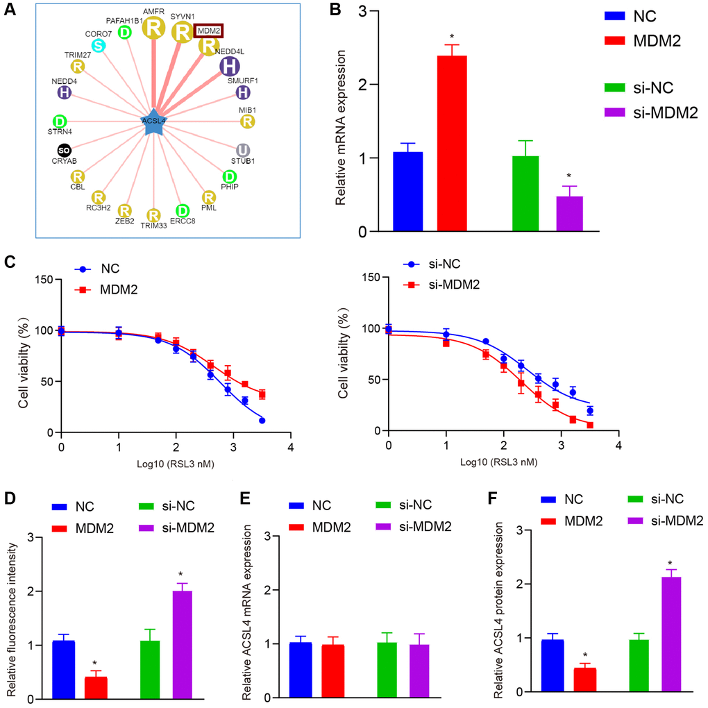 MDM2 affects ferroptosis by regulating ACSL4 protein levels, not mRNA levels. (A) Ubibrowser database is used to predict the ubiquitin E3 ligases that ACSL4 may interact with. (B) QRT-PCR shows overexpression and knockdown efficiency of MDM2 in HT-22 cells. (C) CCK-8 assay shows MDM2 overexpression increased while MDM2 knockdown decreased the IC50 of RSL3 in HT-22 cells. (D) DCFH-DA staining shows MDM2 overexpression inhibited while MDM2 knockdown increased ROS levels in HT-22 cells treated with RSL3. (E) QRT-PCR shows MDM2 overexpression or knockdown did not affect ACSL4 mRNA levels. (F) Western blot shows MDM2 overexpression decreased while MDM2 knockdown increased ACSL4 protein levels. Data are presented as mean ± SD. *P 