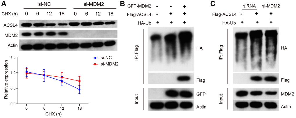 MDM2 regulates the ubiquitination of ACSL4 protein. (A) The half-life of ACSL4 protein in CHX chase assay was found to be increased by si-MDM2, as shown by WB analysis. (B) Overexpression of MDM2 resulted in an increase in polyubiquitinated ACSL4 in HT-22 cells, as observed through IP-WB analysis. (C) Knockdown of MDM2 led to a decrease in polyubiquitinated ACSL4 in HT-22 cells, as demonstrated by IP-WB analysis. Data are presented as mean ± SD. *P 