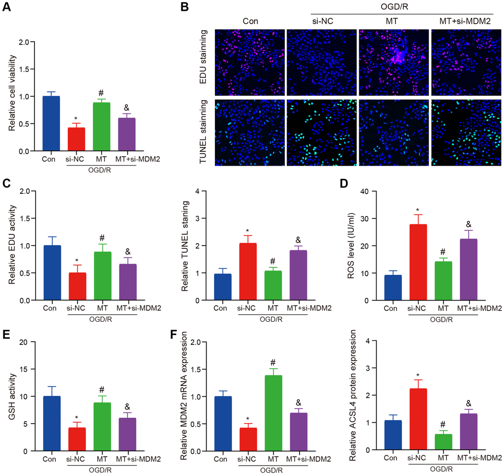 MCAO model verifies the role of MDM2 in regulating Melatonin to improve brain injury. (A) The CCK-8 assay indicates that the protective effects of Melatonin on HT-22 cell viability were reversed upon MDM2 knockdown. (B, C) The EdU and TUNEL assay demonstrates that MDM2 knockdown eliminates the effects of Melatonin in improving HT-22 cell proliferation and apoptosis. (D) DCFH-DA staining shows that MDM2 knockdown hinders the effects of Melatonin in reducing ROS levels. (E) Detection of GSH reveals that MDM2 knockdown nullifies the effects of Melatonin in increasing GSH levels. (F) QRT-PCR and WB analysis illustrates that MDM2 knockdown reverses the inhibitory effects of Melatonin on ACSL4 expression. Data are presented as mean ± SD. *P #P &P 