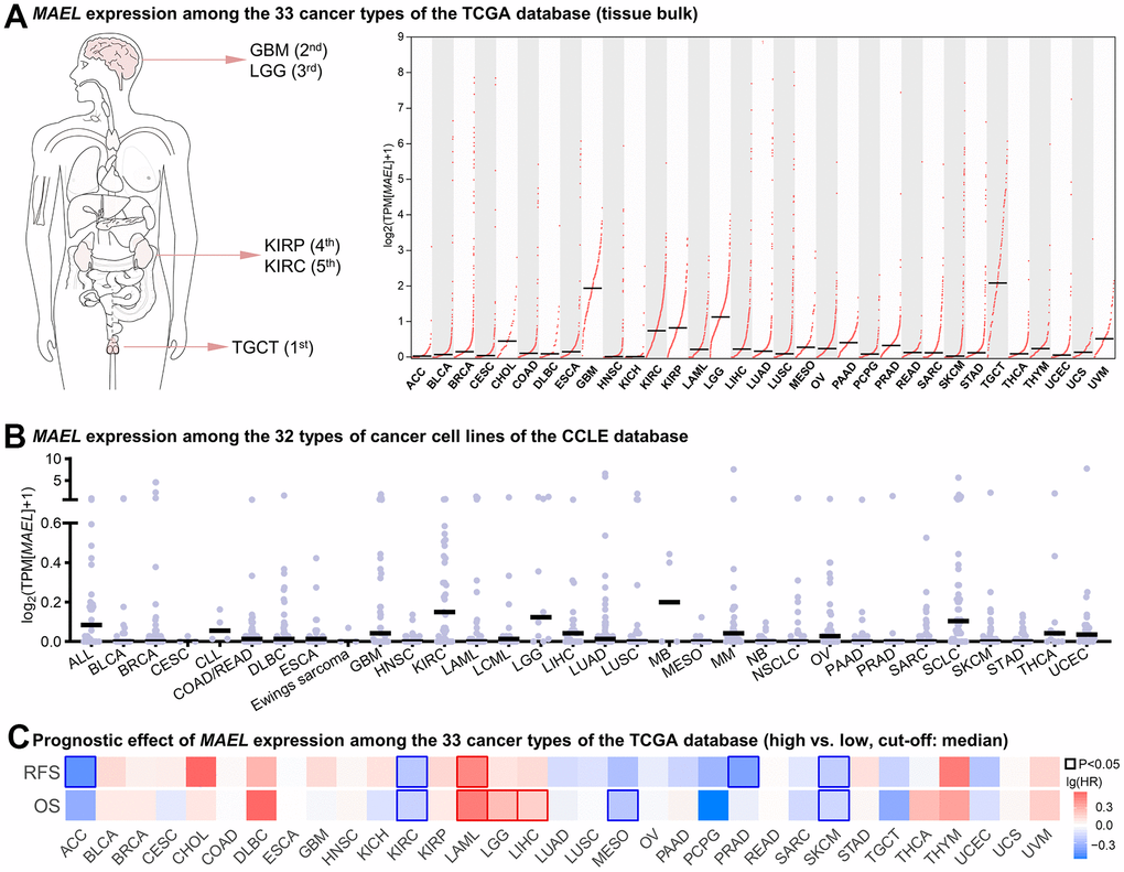 Pan-cancer analysis of MAEL. (A) MAEL expression among the 33 cancer types of the TCGA database (tissue bulk RNA-seq). (B) MAEL expression among the 32 types of cancer cell lines of the CCLE database. (C) Prognostic effect of MAEL expression among the 33 cancer types of the TCGA database (high vs. low, cut-off: median). Abbreviations: CCLE=Cancer Cell Line Encyclopedia, TCGA=The Cancer Genome Atlas.