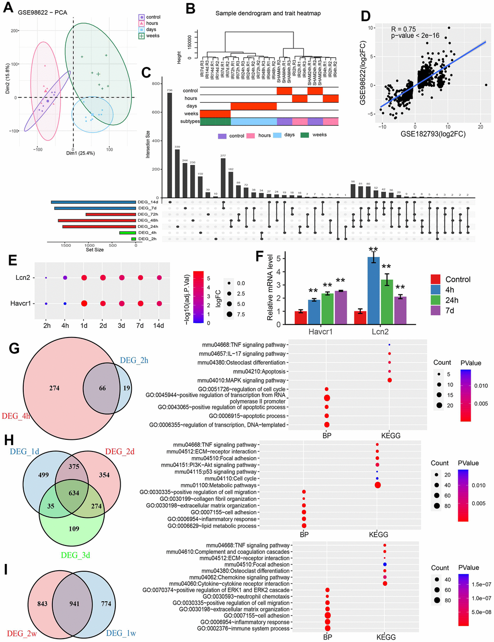 Differential analysis for GESE98622. (A) PCA plot of GSE98622. (B) Sample clustering of GSE98622. (C) The upset plot of DEGs was identified at each time point. (D) The scatter plot of DEGs in GSE98622 and GSE182793 after IRI 24h. (E) The dotplot of two AKI marker genes. (F) The qRT-PCR results of two well-known IRI related genes in the mouse IRI group and the normal group. * PG) The common DEGs and functions in the hour group. (H) The common DEGs and functions in the day group. (I) The common DEGs and functions in the week group.