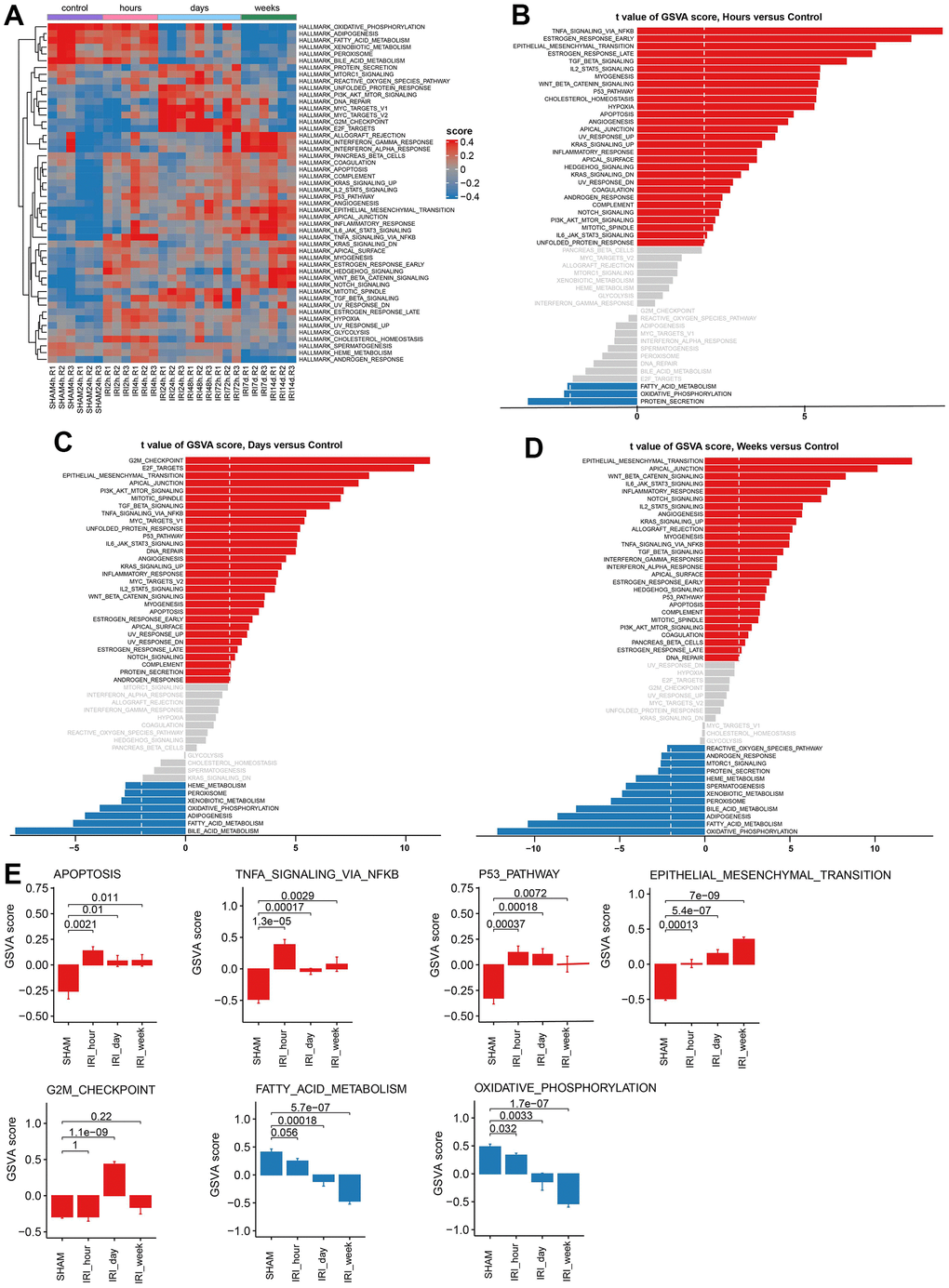 Gene set variation analysis for hallmark pathways. (A) The heatmap of GSVA results. (B) The barplot of GSVA score for group hours vs. Control. (C) The barplot of GSVA score for group days vs. Control. (D) The barplot of GSVA score for group weeks vs. Control. (E) The barplot of GSVA scores in different hallmark pathways.