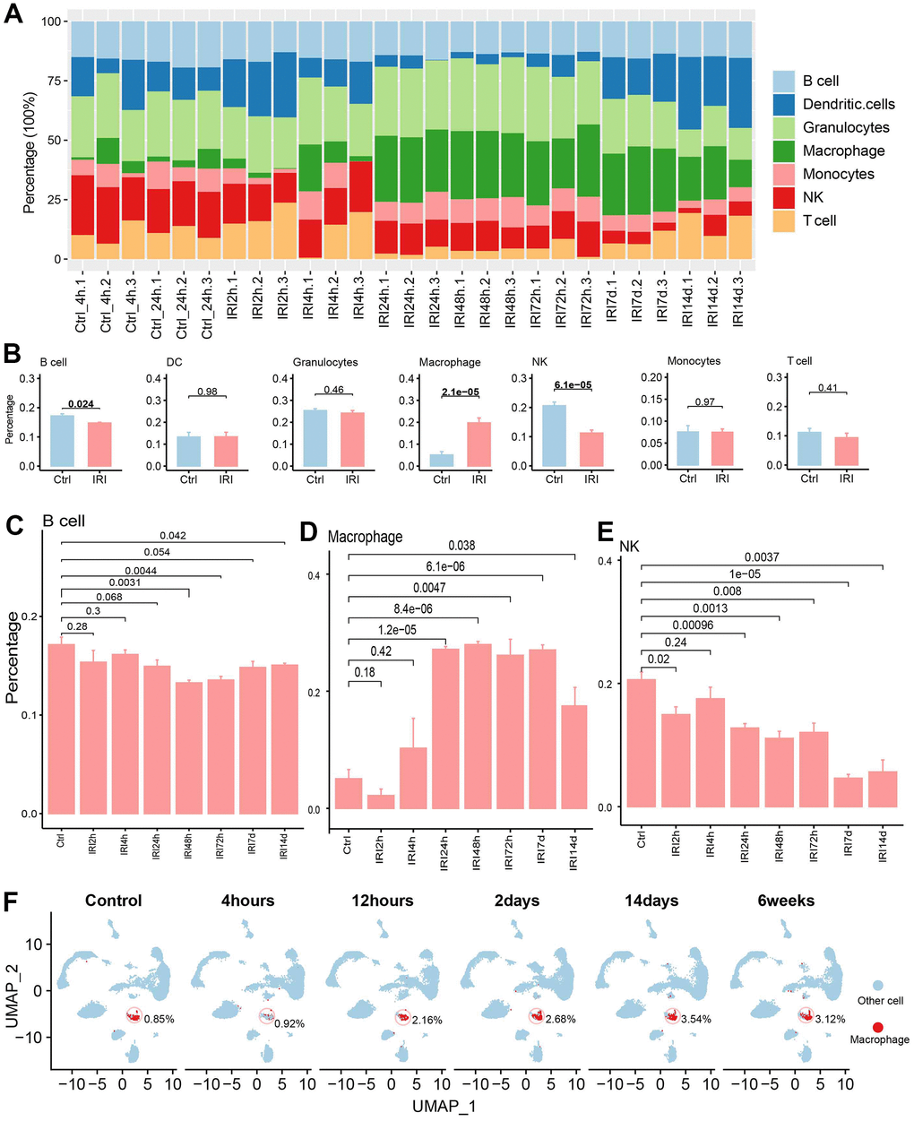 The immune cell infiltration analysis. (A) The immune cell abundance in each sample. (B) The immune cell abundance difference between the control and IRI groups. (C) The B cell abundance difference between the control and each IRI group. (D) The macrophage abundance difference between the control and each IRI group. (E) The T cell abundance difference between the control and each IRI group. (F) The abundance of macrophages across different IRI stages in GSE139107 using UMAP plot.