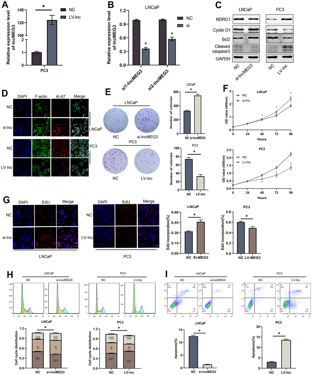 LncMEG3 inhibits PCa cells proliferation and promotes apoptosis in vitro. (A, B) qRT-PCR assays were applied to analyse the expression level of lncMEG3 after transfection by lentivirus or siRNA in PC3 or LNCaP cells. (C) Western blot analysis revealed that the levels of cell apoptosis-related proteins (Bcl-2, cleaved-caspase3) and cell cycle-associated protein (Cyclin D1) were significantly altered after lncMEG3 regulated. (D) Immunofluorescence images of Ki-67 expression in LNCaP and PC3 cells with lncMEG3 downregulation or upregulation. Scale bar, 20μm. (E) Colony forming assay performed in LNCaP and PC3 cells to evaluate cell proliferation ability. (F, G) Cell viability of LNCaP and PC3 cells after knocking down or overexpressing lncMEG3 was determined using CCK8 assays. EdU assays also implicated the same results. (H, I) Cell cycle distribution and apoptosis were analysed by flow cytometry in LNCaP and PC3 cells, * P 