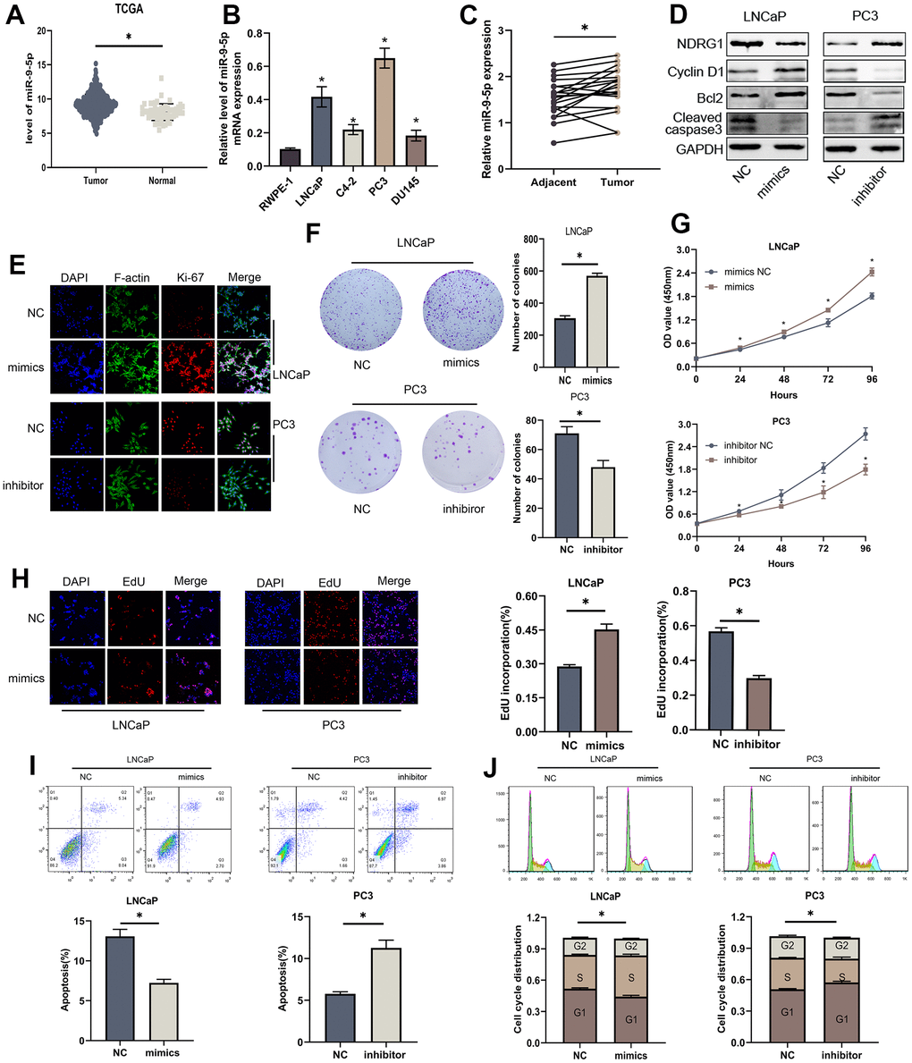 MiR-9-5p is also involved in proliferation and apoptosis of PCa cells. (A) The expression level of miR-9-5p was higher in PCa than in normal tissues in TCGA-PRAD. (B) The expression levels of miR-9-5p in four PCa cell lines (LNCaP, C4-2, PC3 and DU145) and normal cell line (RWPE-1). (C) The expression levels of miR-9-5p in 20 PCa tissues and paired normal tissues. (D) Western blot analysis revealed that the levels of cell apoptosis-related proteins (Bcl-2, cleaved-caspase3) and cell cycle-associated protein (Cyclin D1) were significantly altered after miR-9-5p regulated. (E) Immunofluorescence images of Ki-67 expression in LNCaP and PC3 cells with miR-9-5p downregulation or upregulation. Scale bar, 20μm. (F) Colony forming assay performed in LNCaP and PC3 cells to evaluate cell proliferation ability. (G, H) Cell viability of LNCaP and PC3 cells after knocking down or overexpressing lncMEG3 was determined using CCK8 assays. EdU assays also implicated the same results. (I, J) Cell cycle distribution and apoptosis were analysed by flow cytometry in LNCaP and PC3 cells, * P 