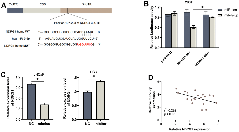 NDRG1 is a downstream target of miR-9-5p. (A) Schematic of the predicted miR-9-5p binding site on NDRG1. (B) Luciferase activity of wild type or mutated NDRG1 in 293T cells after cotransfection with miR-9-5p. (C) Western blot analysis showed that regulation of miR-9-5p could affect the expression of NDRG1. (D) Negative correlation between the expression of miR-9-5p and NDRG1 in 20 PCa tissues analyzed by qPCR, * P 